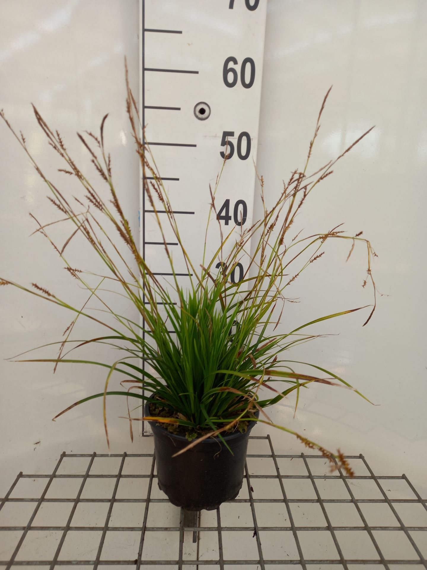 Carex morrowii 'Variegata' - pot 2L - Japanse zegge