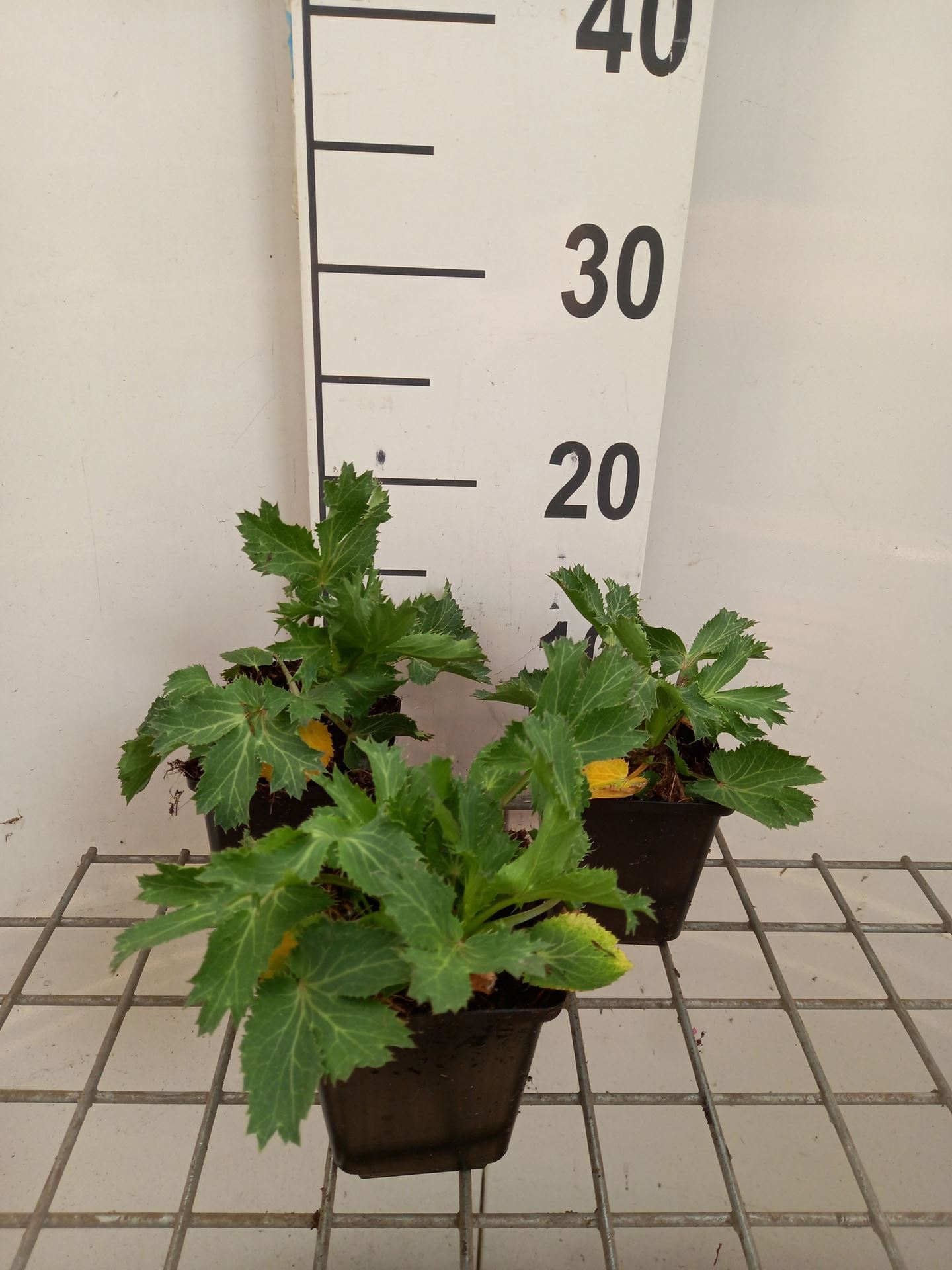 Eryngium 'Big Blue' - pot 9x9 cm