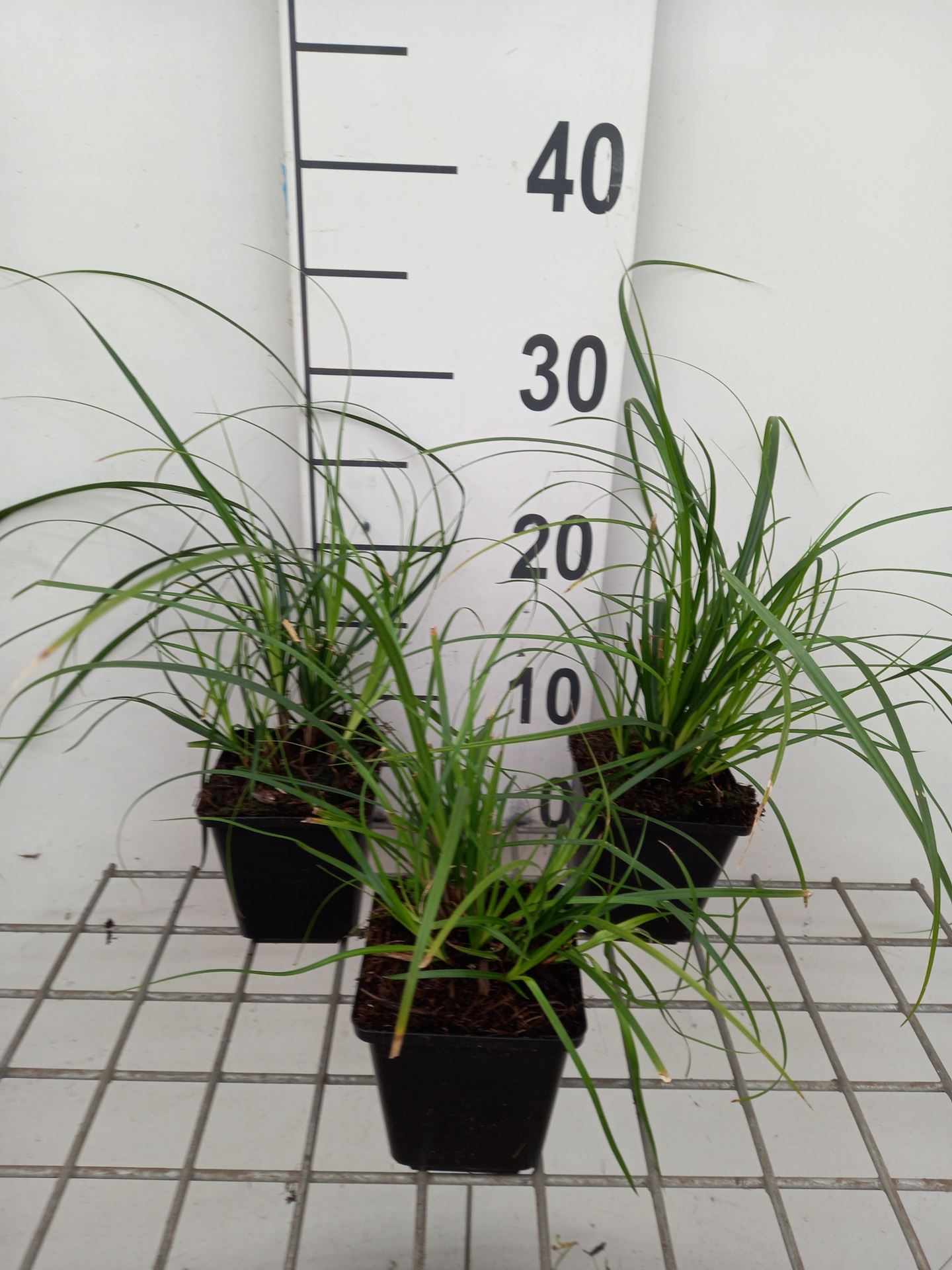 Carex 'Osaka' - pot 9x9 cm