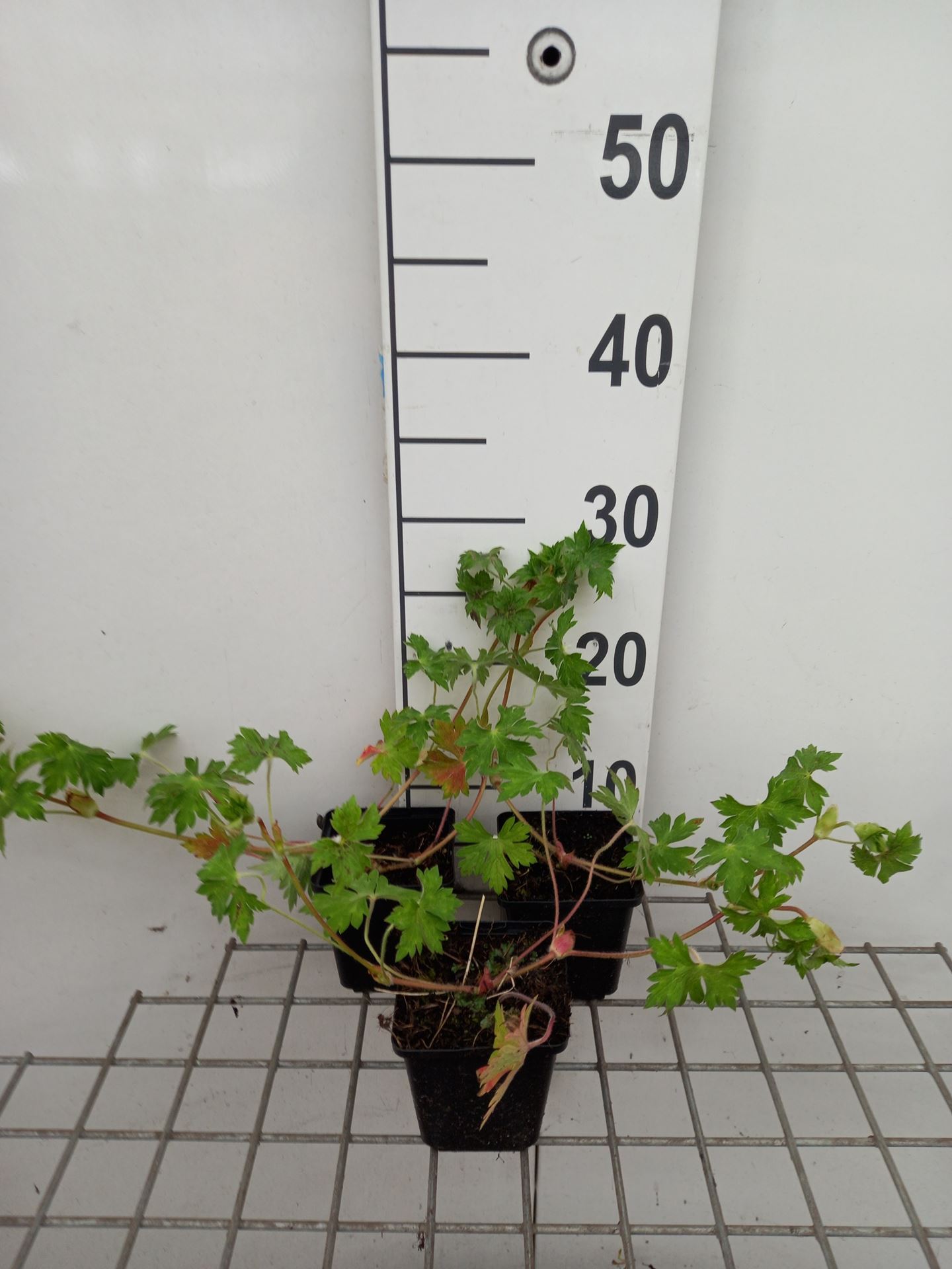 Geranium 'Noorthava' (Havana Blue) - pot 9x9 cm