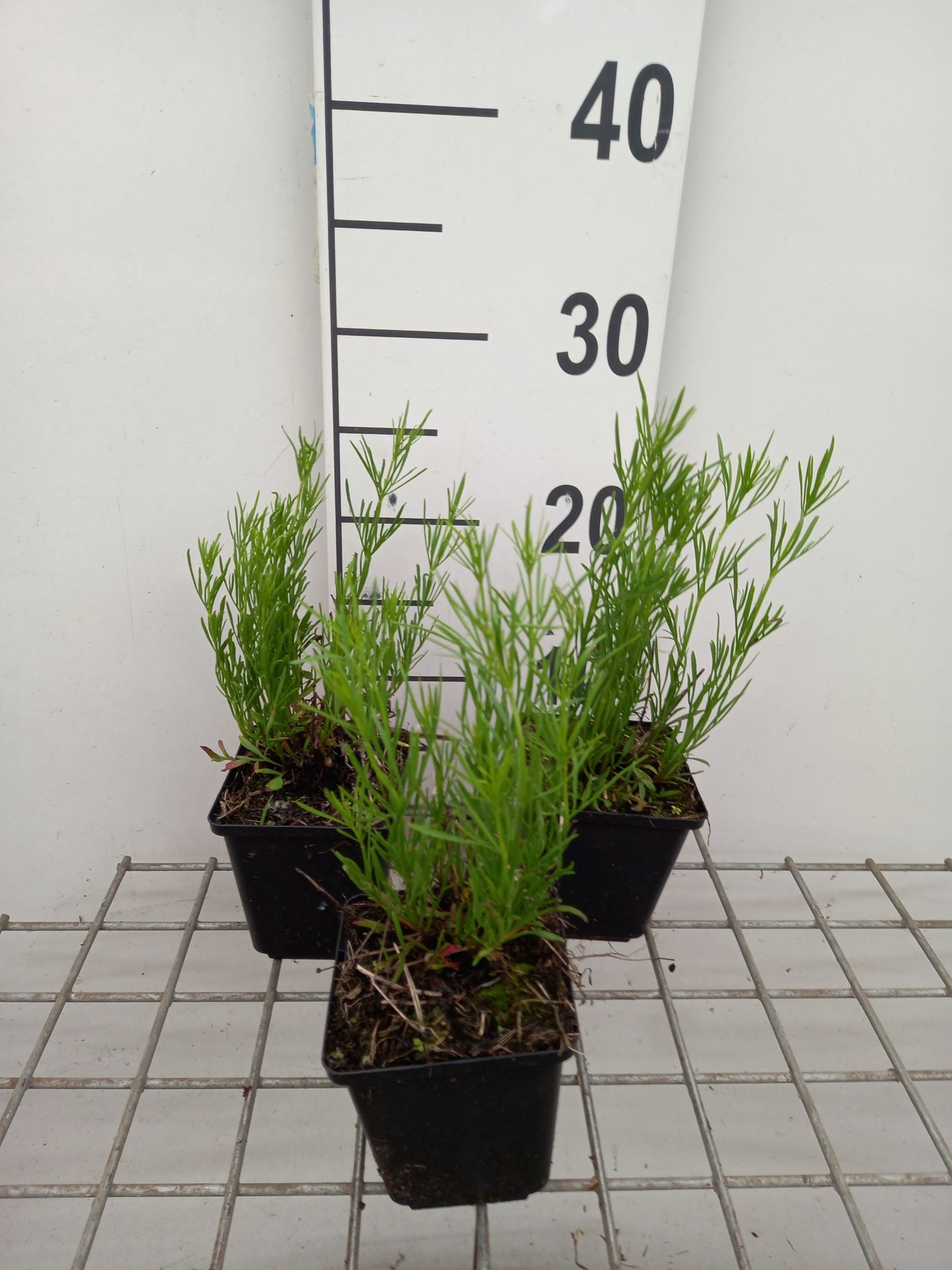 Coreopsis 'Madras Magic' - pot 9x9 cm