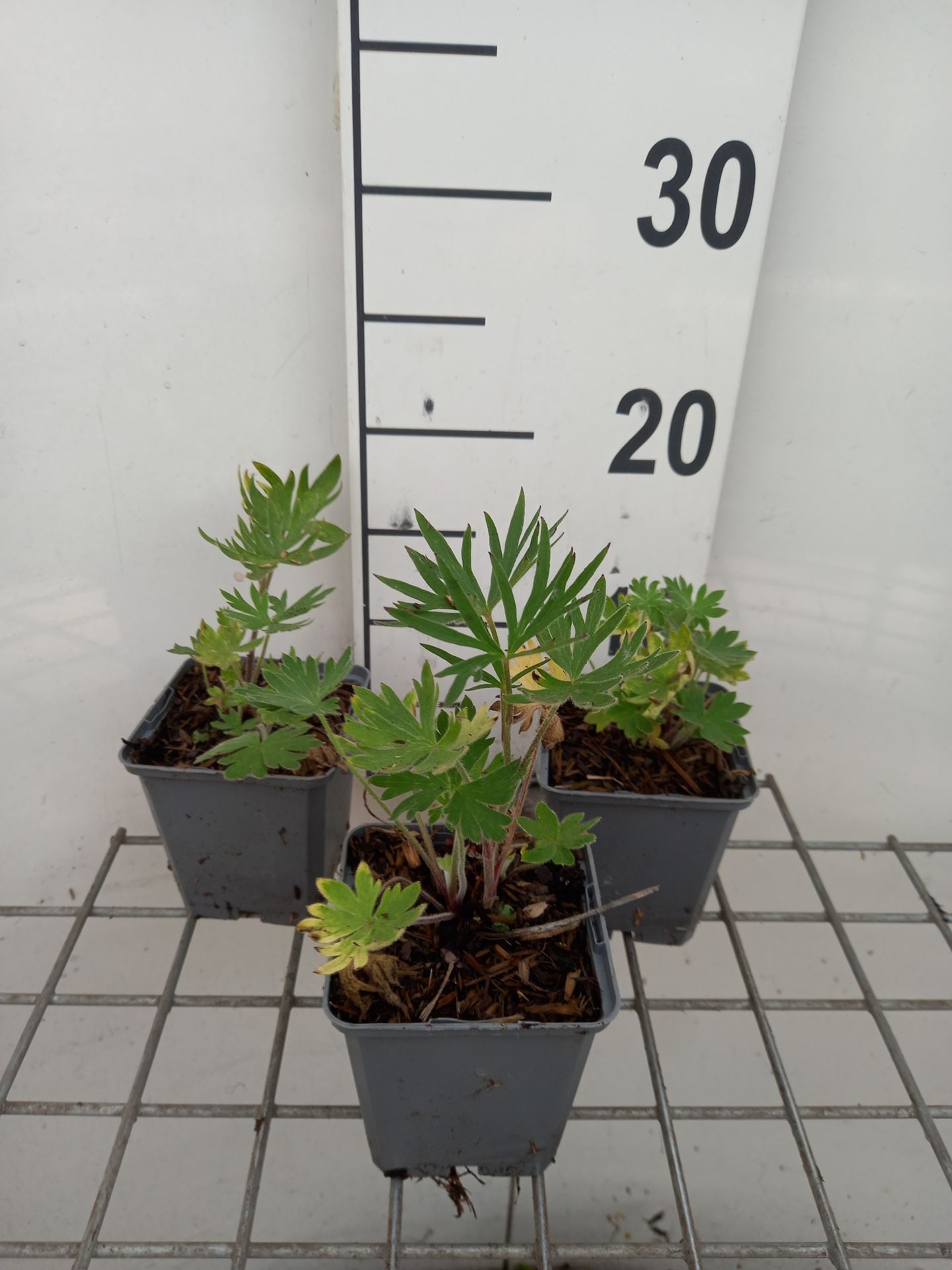 Delphinium 'Atlantis' - pot 9x9 cm