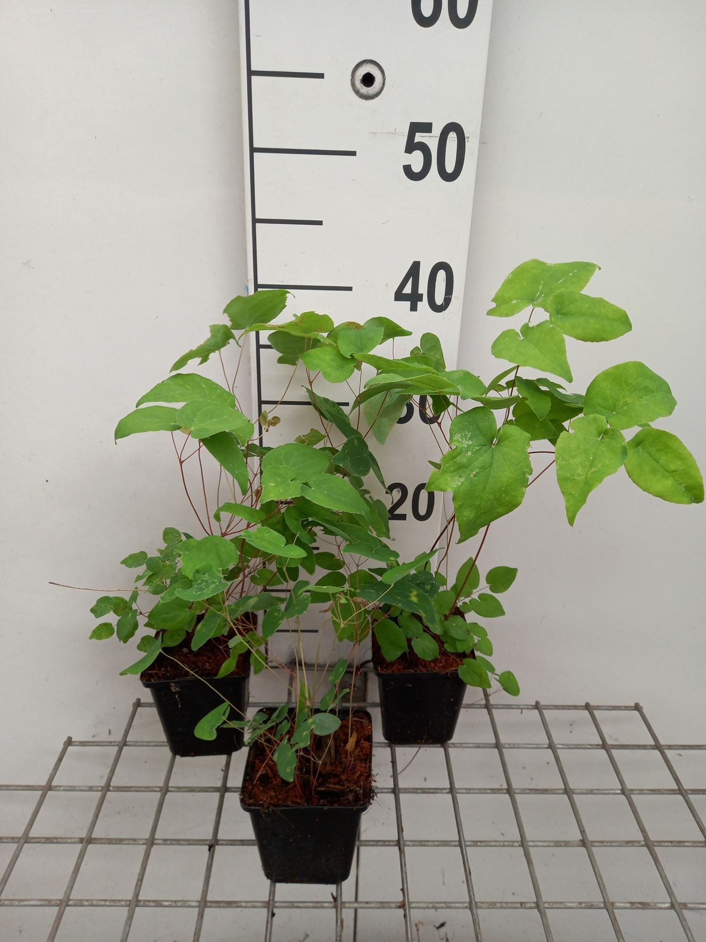 Epimedium grandiflorum 'Red Beauty' - pot 9x9 cm