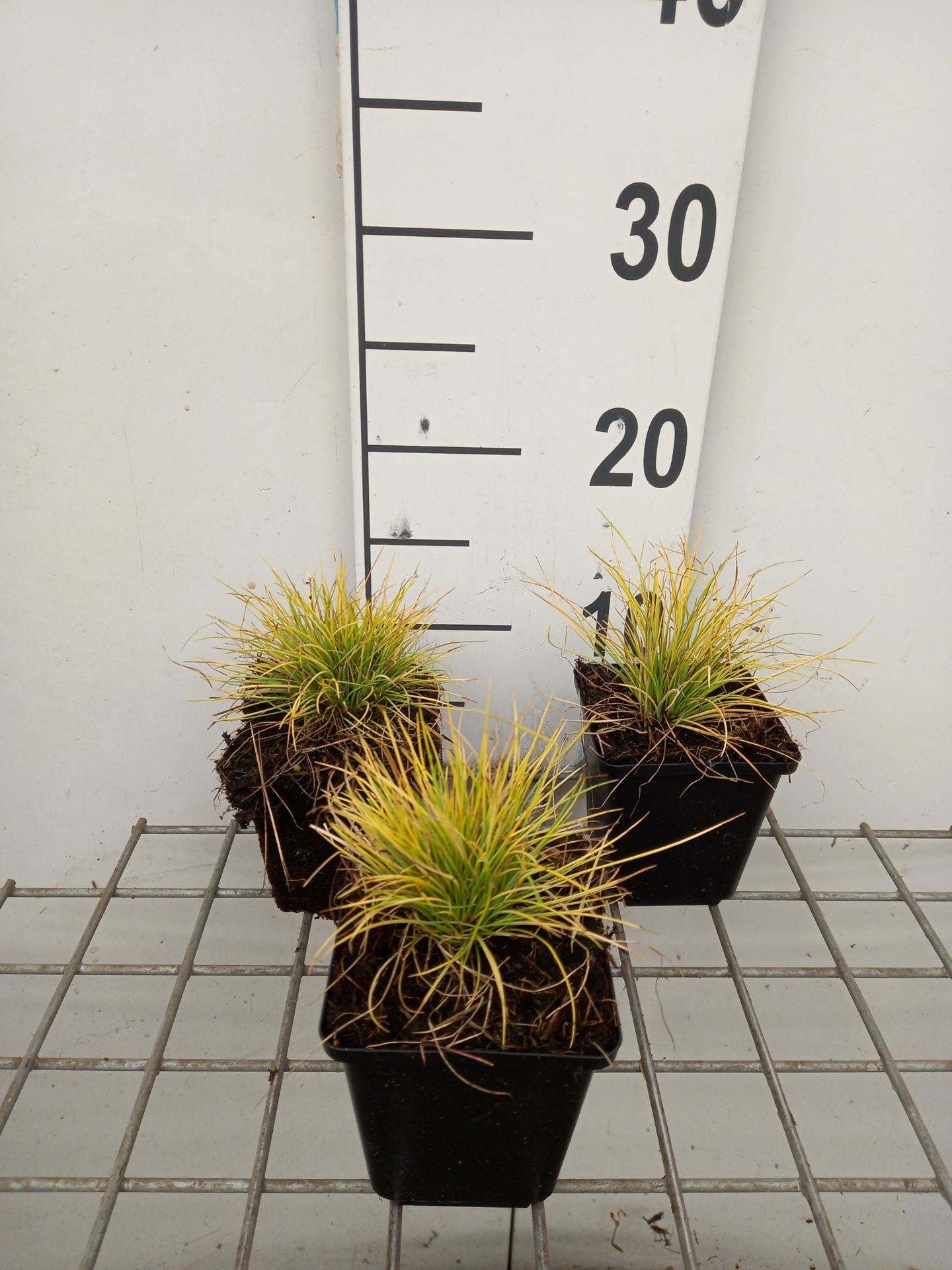 Festuca glauca 'AMIGOL 25' (Amigold, Amigold) - pot 9x9 cm -