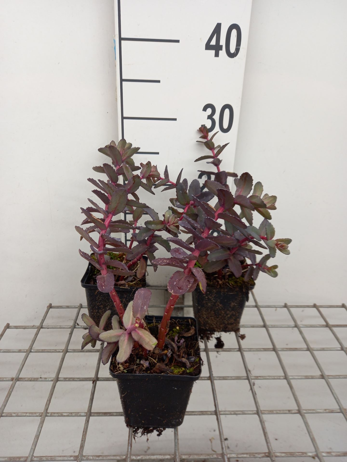 Sedum 'Picolette' - pot 9x9 cm -