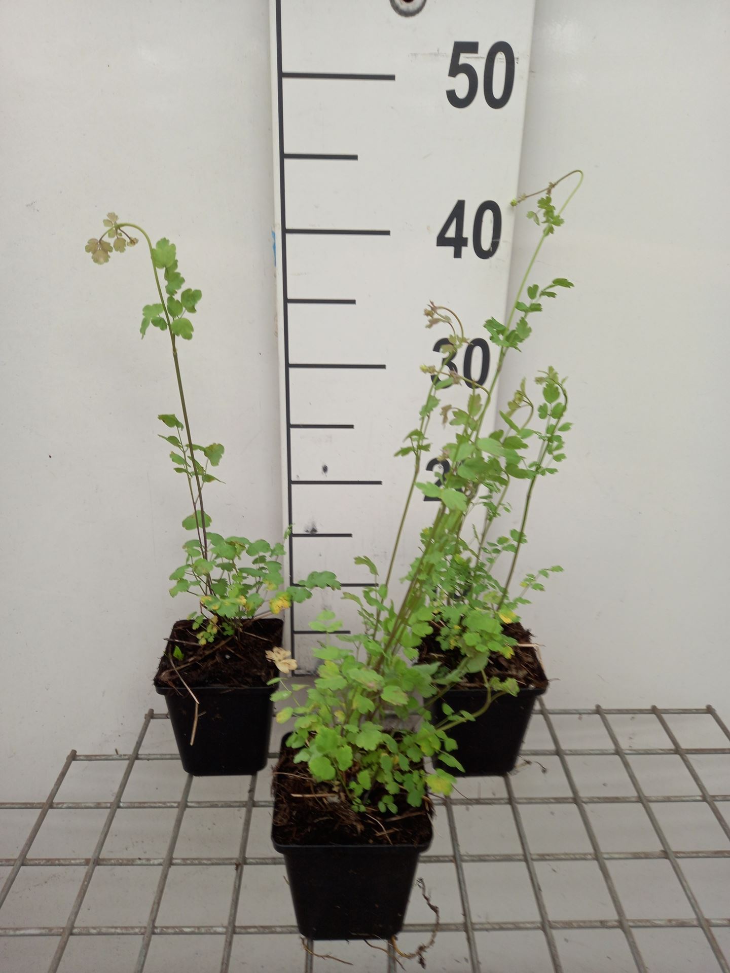 Thalictrum flavum subsp. glaucum - pot 9x9 cm