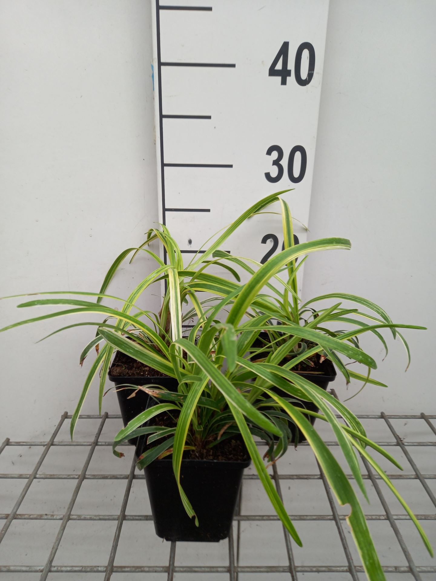 Liriope muscari 'Variegata' - pot 9x9 cm