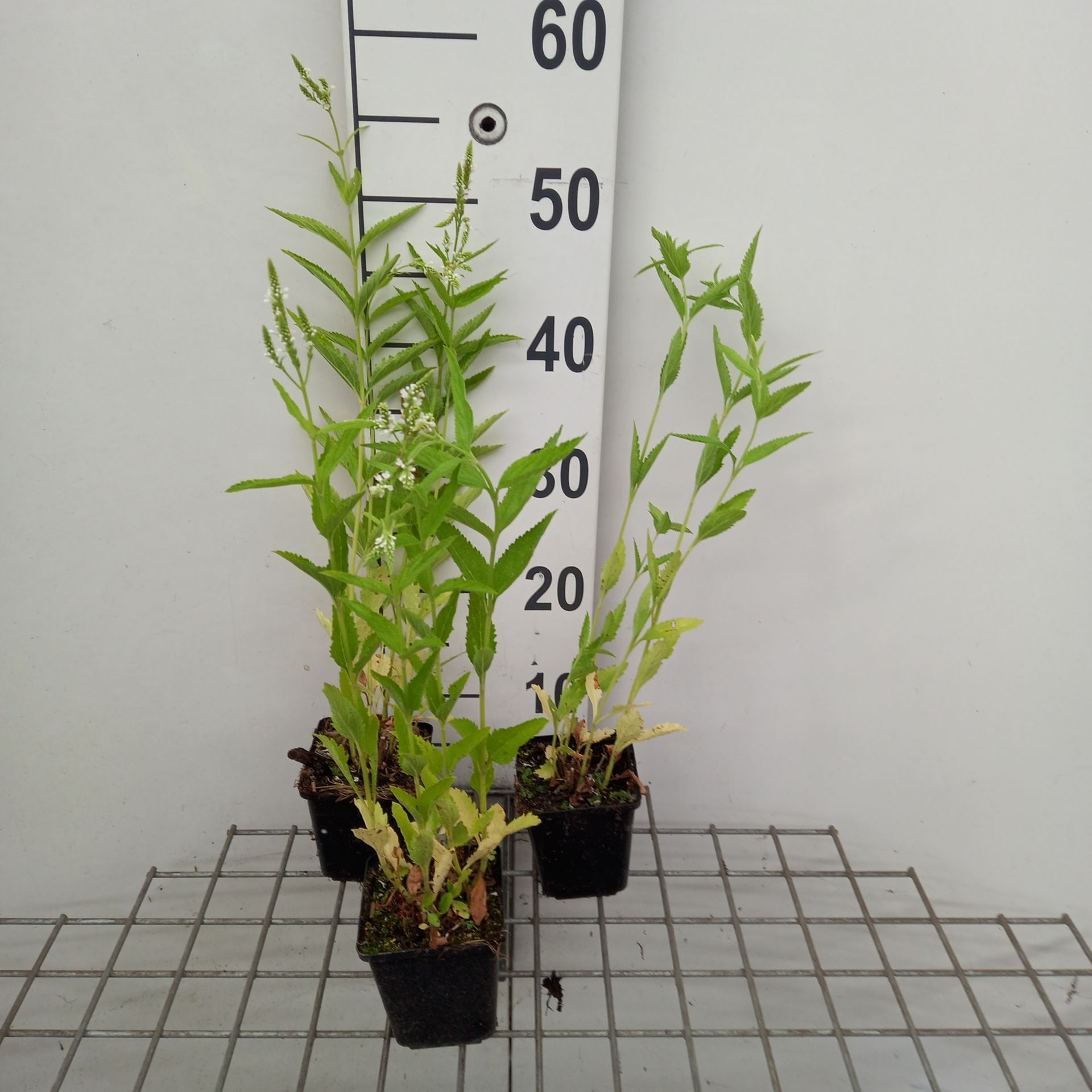 Verbena hastata 'Alba' - pot 9x9 cm -