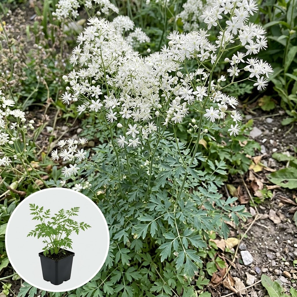 Thalictrum delavayi 'FR21034' (Splendide White) - pot 9x9 cm -