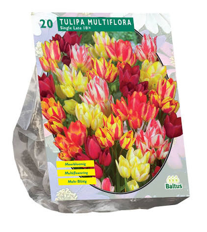 Baltus Tulipa Multiflora - Meerbloemige tulp - 15 stuks