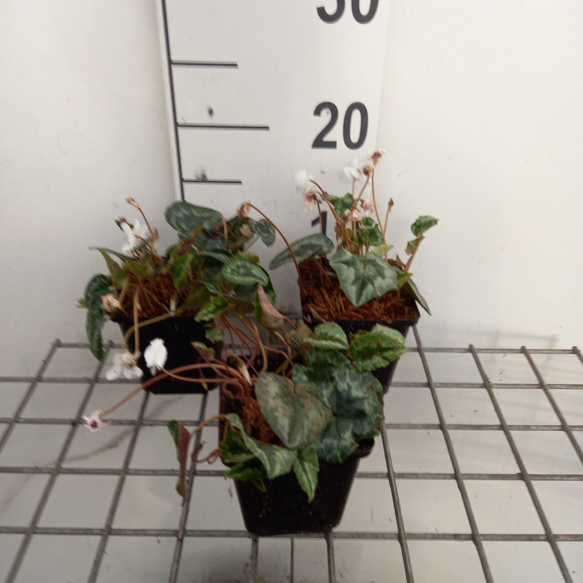 Cyclamen hederifolium 'Album' - pot 9x9 cm -