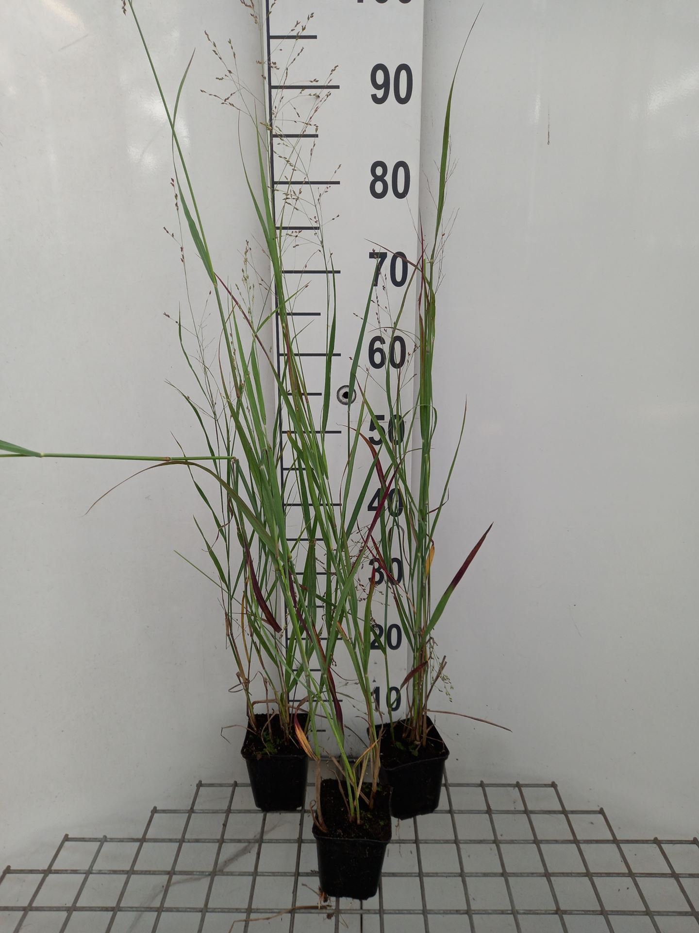 Panicum virgatum 'Heiliger Hain' - pot 9x9 cm -