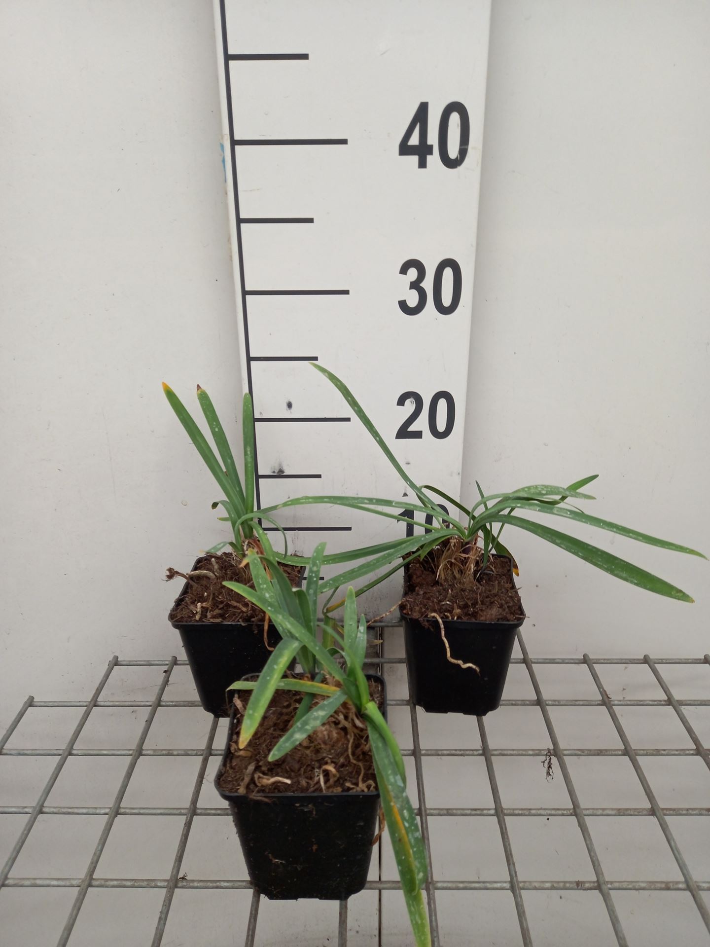 Agapanthus 'Black Pantha' - pot 9x9 cm