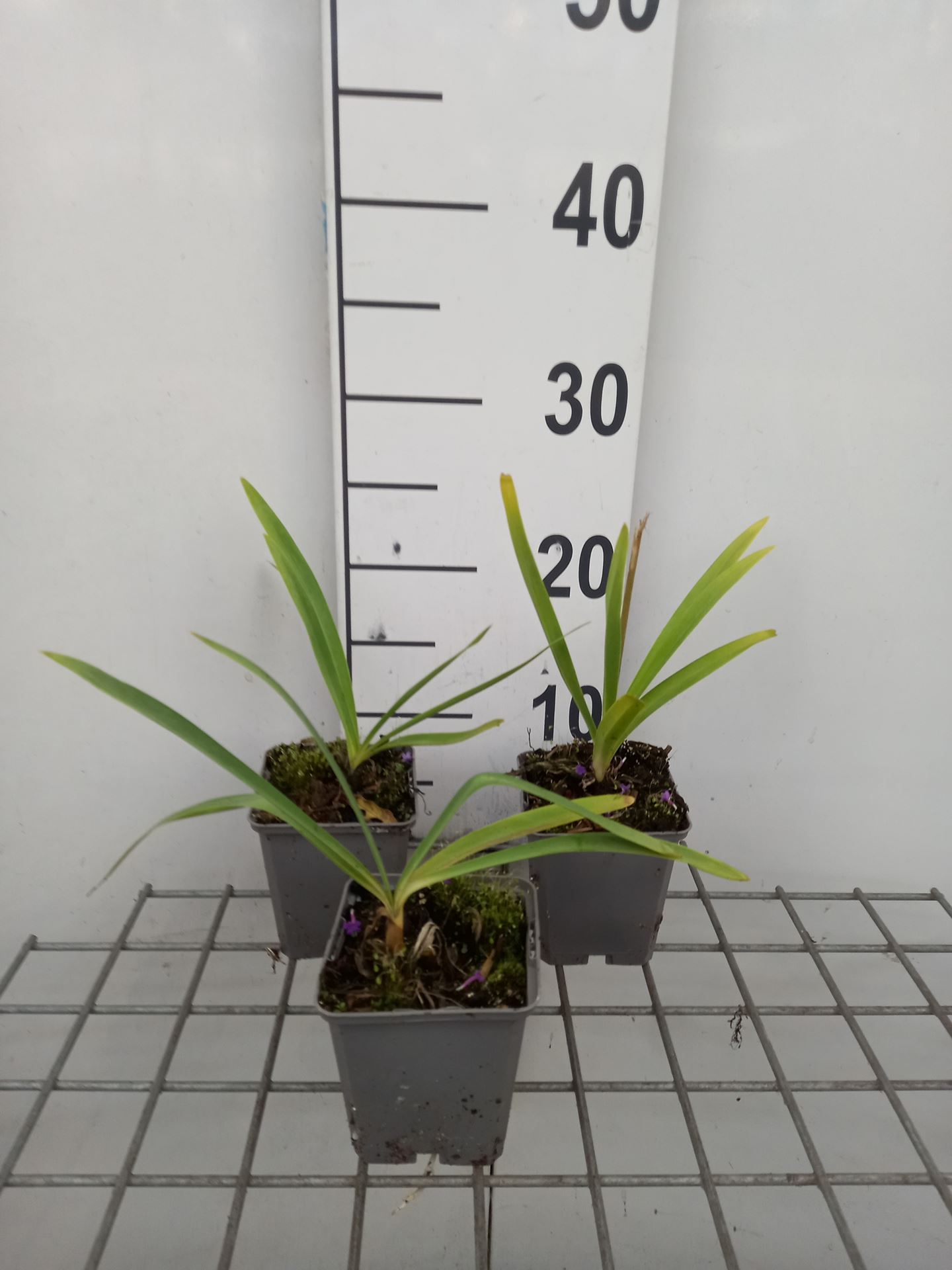 Agapanthus 'Blue Triumphator' - pot 9x9 cm -
