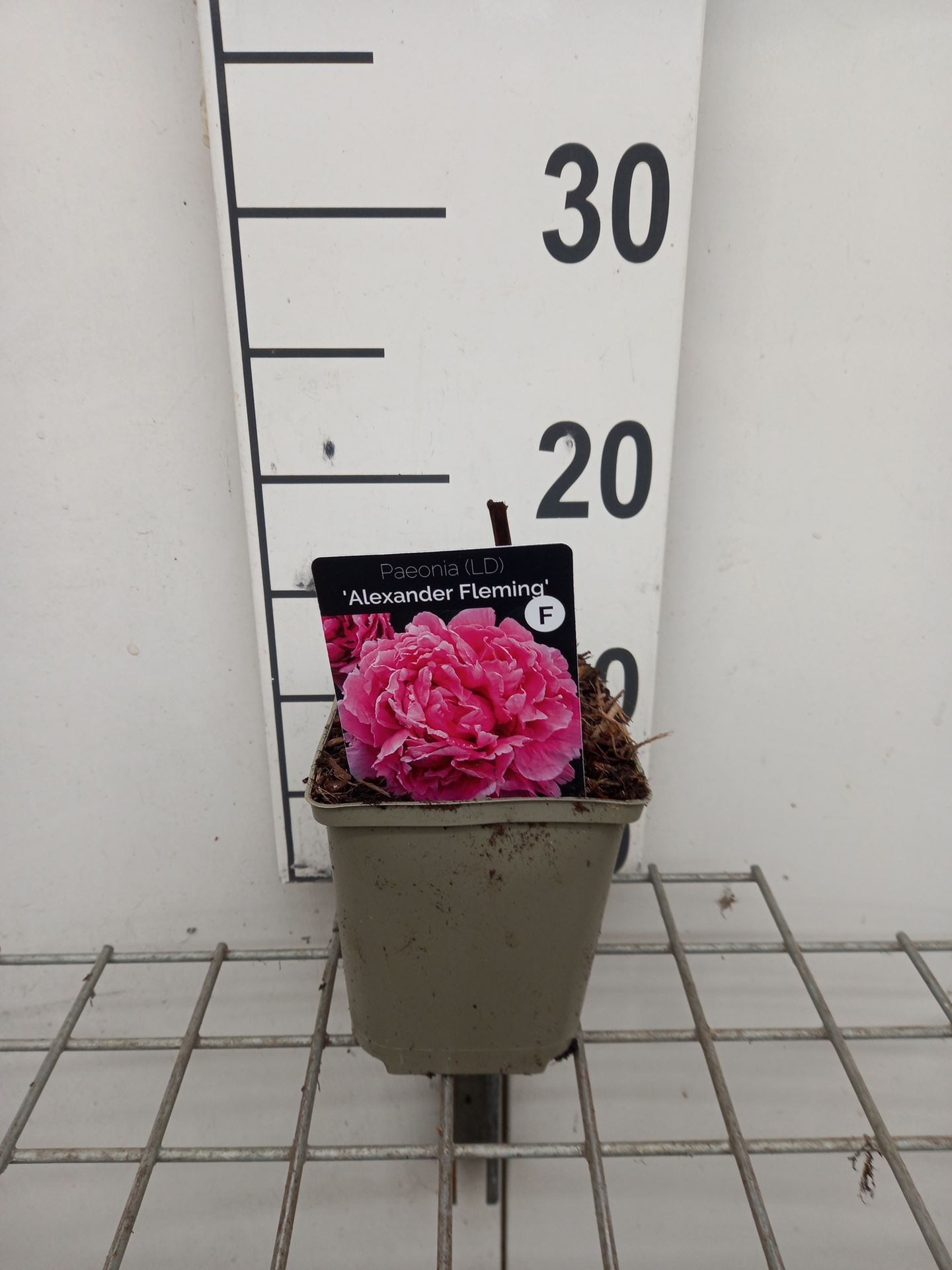 Paeonia 'Alexander Fleming' - pot 1L
