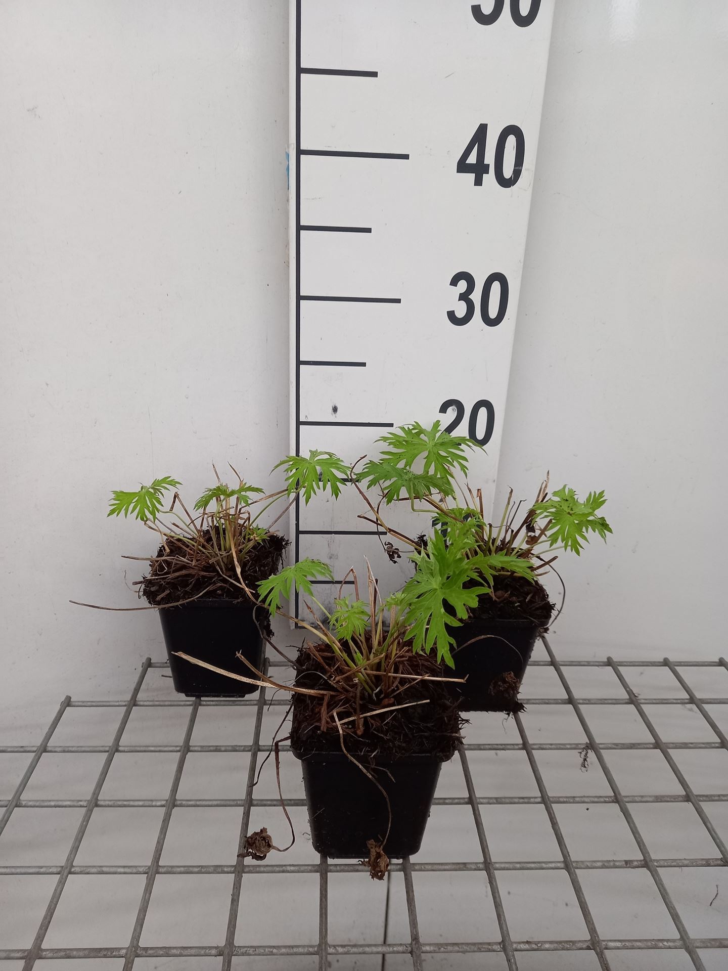 Geranium 'Nimbus' - pot 9x9 cm