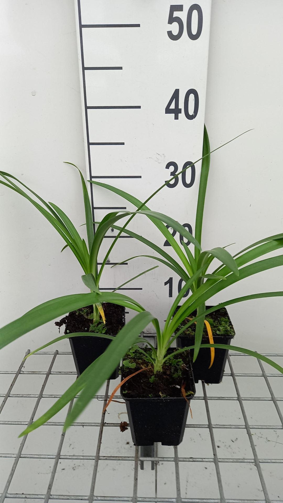 Agapanthus 'AMBIC001' (Twister) - pot 9x9 cm
