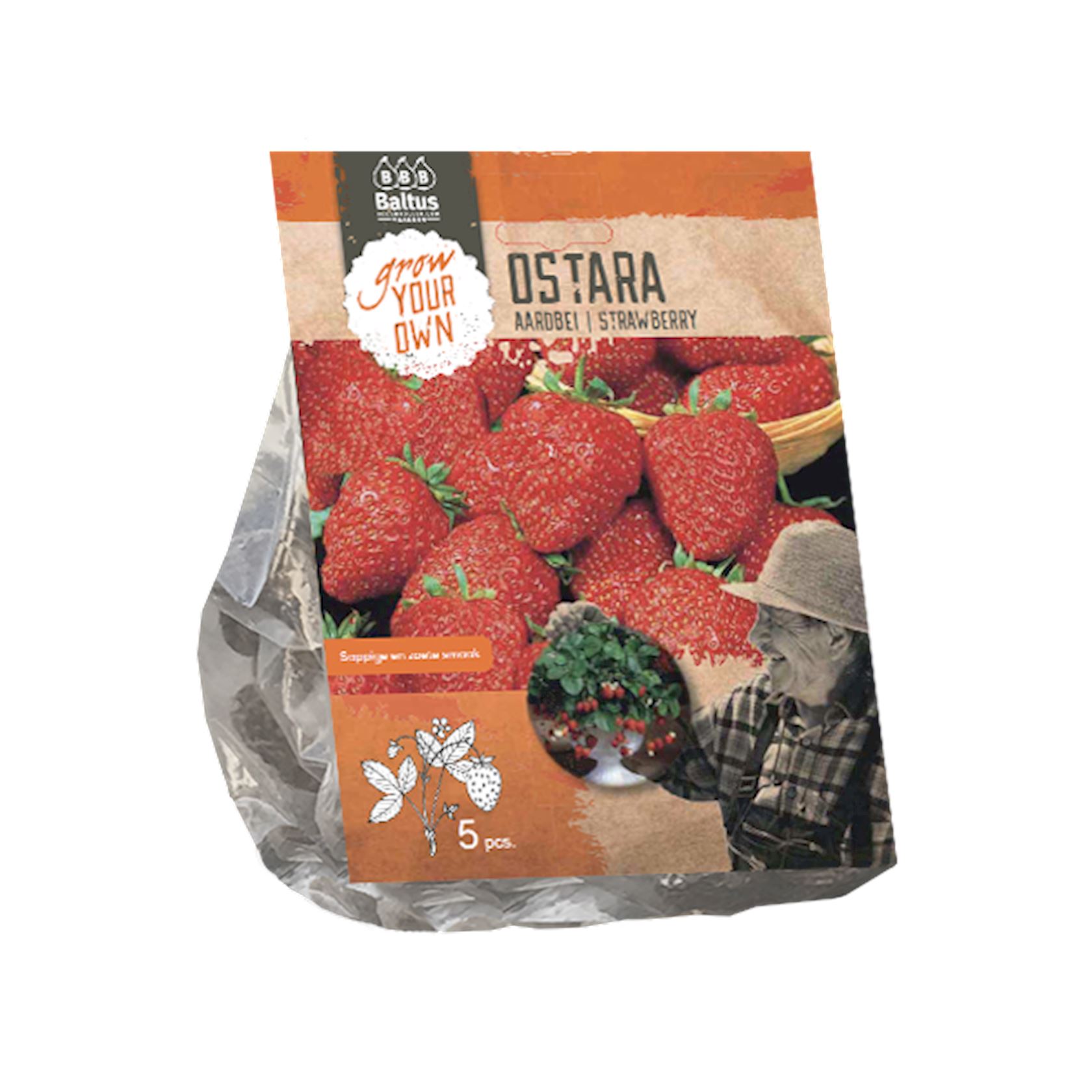 Aardbei Ostara per 5 afbeelding