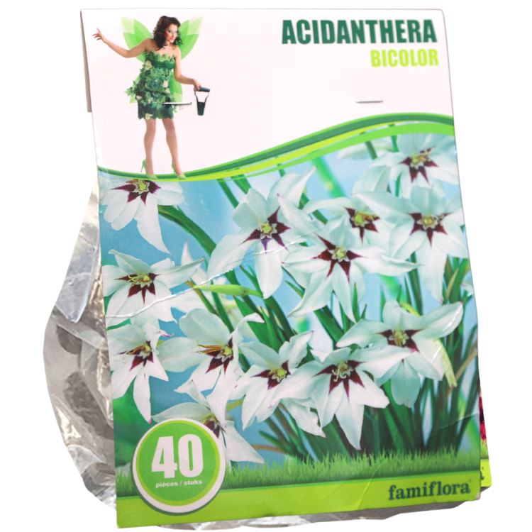 Famiflora Acidanthera'Bicolor'- Mix - najaarsbloeiers - Per 40 bollen afbeelding