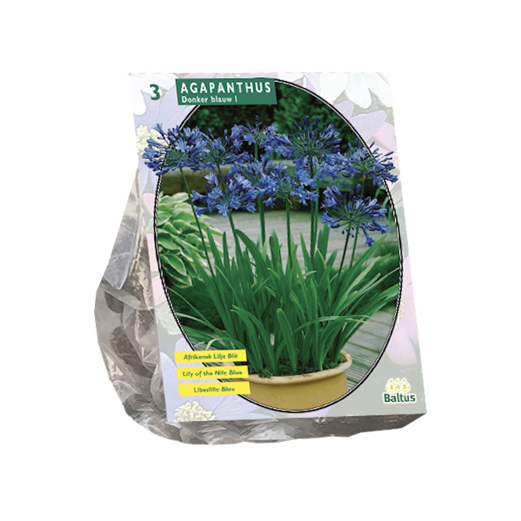 Baltus lelies'Agapanthus'- Donkerblauw - Najaarsbloeiers - Per 3 bollen (blauw) afbeelding