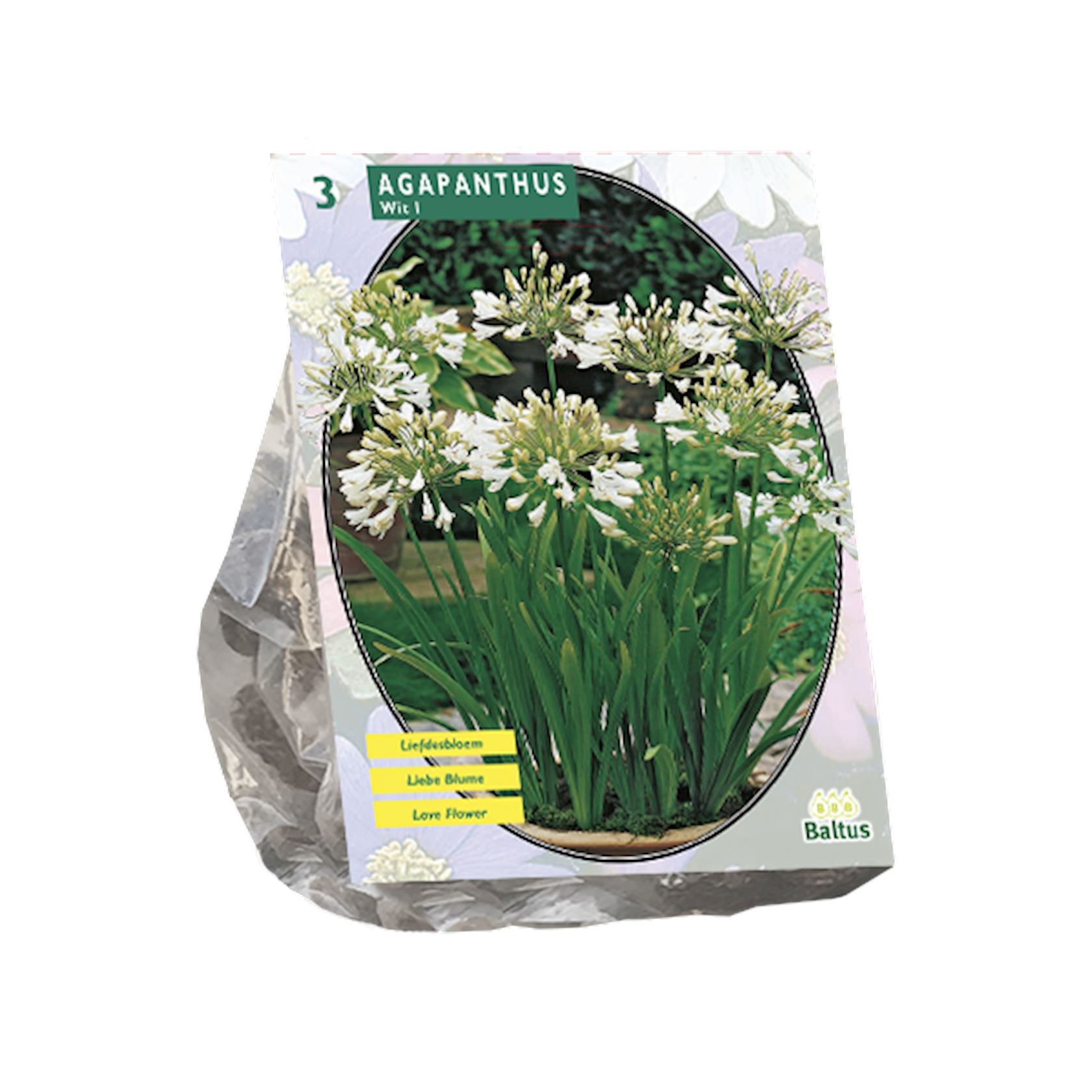 Baltus lelies'Agapanthus'- Wit - Najaarsbloeiers - Per 3 bollen (wit) afbeelding