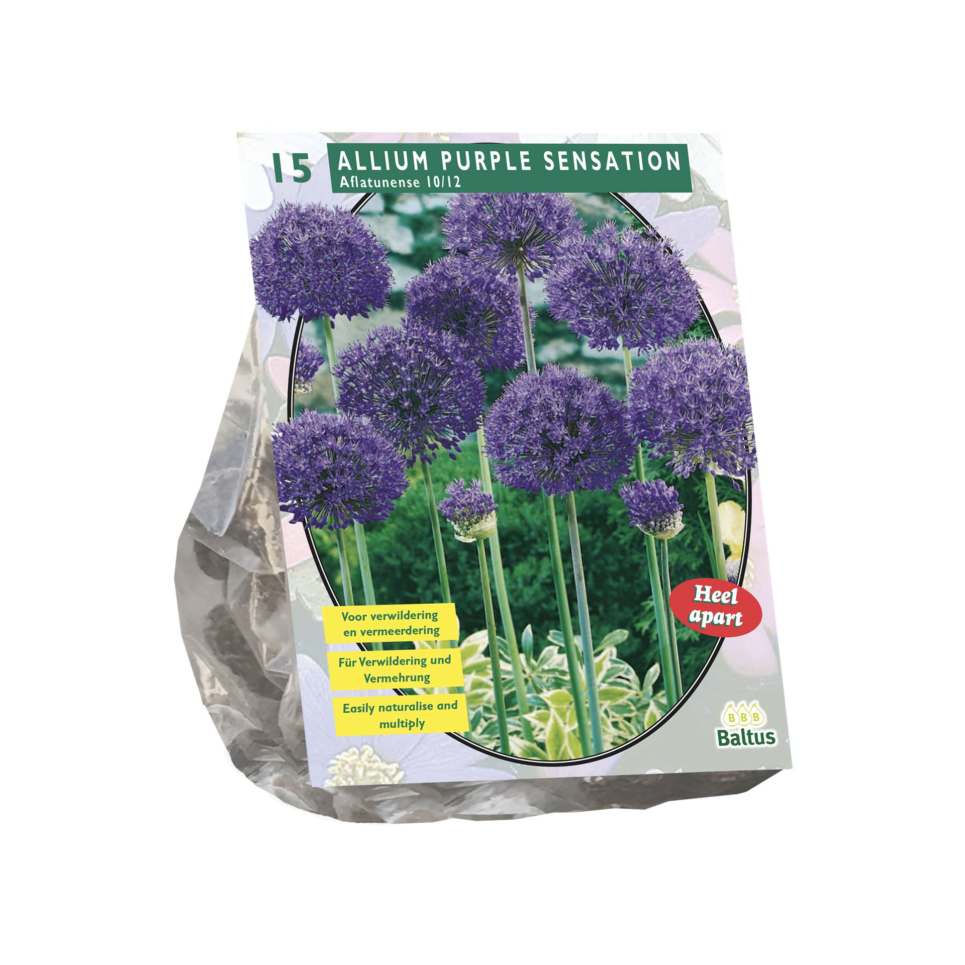 Baltus 'Allium Aflatunense Purple Sensation' - voorjaarsbloeiers - 15 bollen
