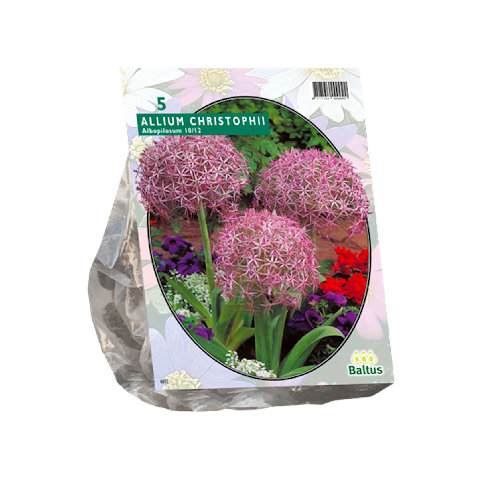 Baltus 'Allium Albopilosum Christophii' - voorjaarsbloeiers - 5 bollen