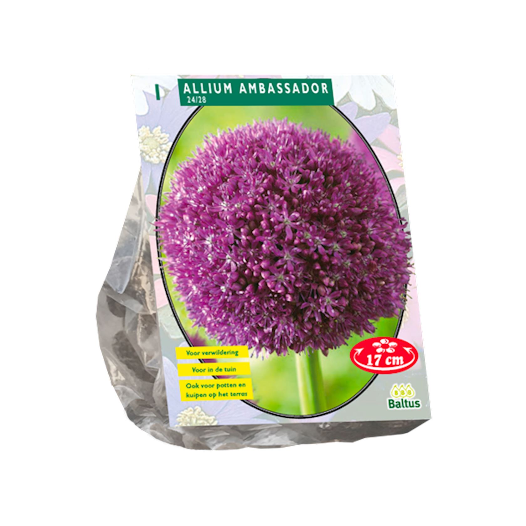 Baltus 'Allium Ambassador' - voorjaarsbloeiers - 1 bollen