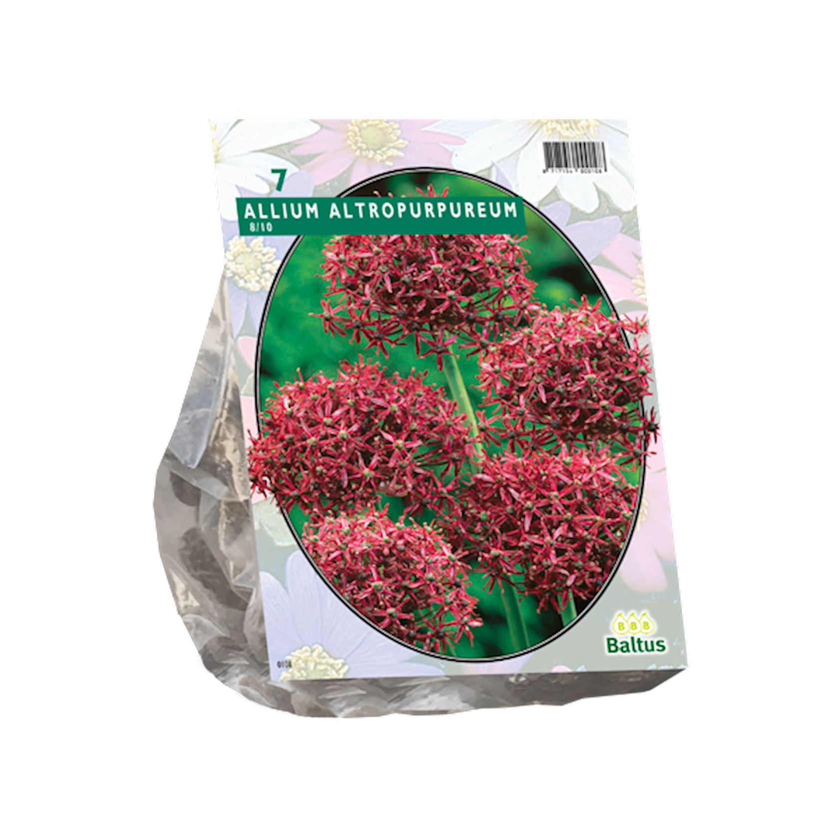 Baltus 'Allium Atropurpureum' - voorjaarsbloeiers - 7 bollen