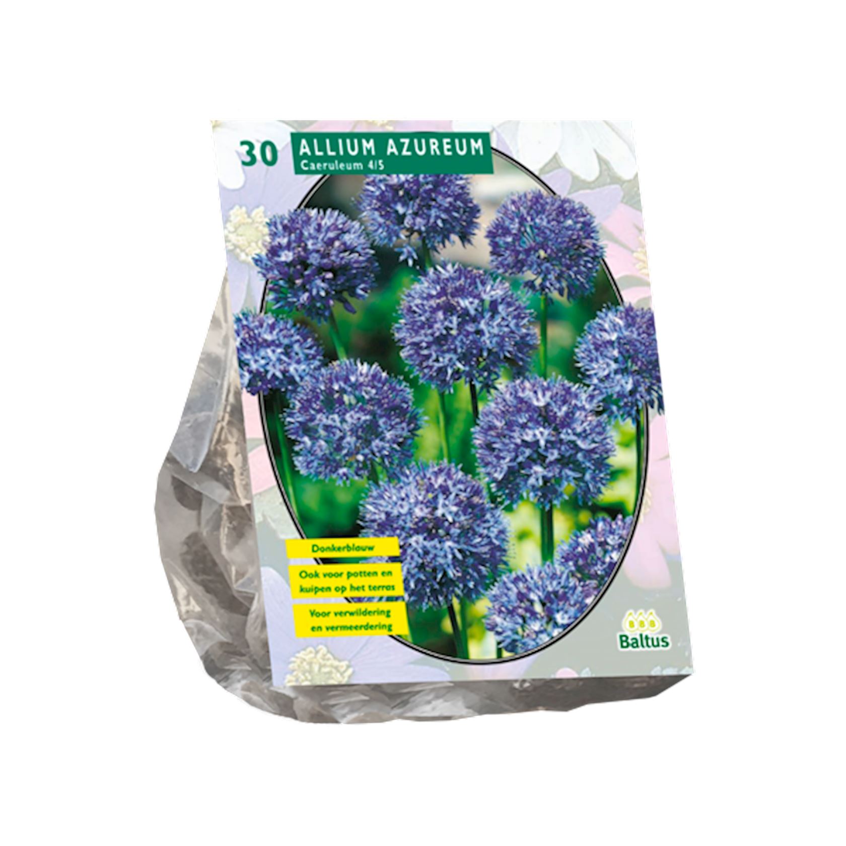 Baltus 'Allium Caeruleum Azureum' - voorjaarsbloeiers - 30 bollen