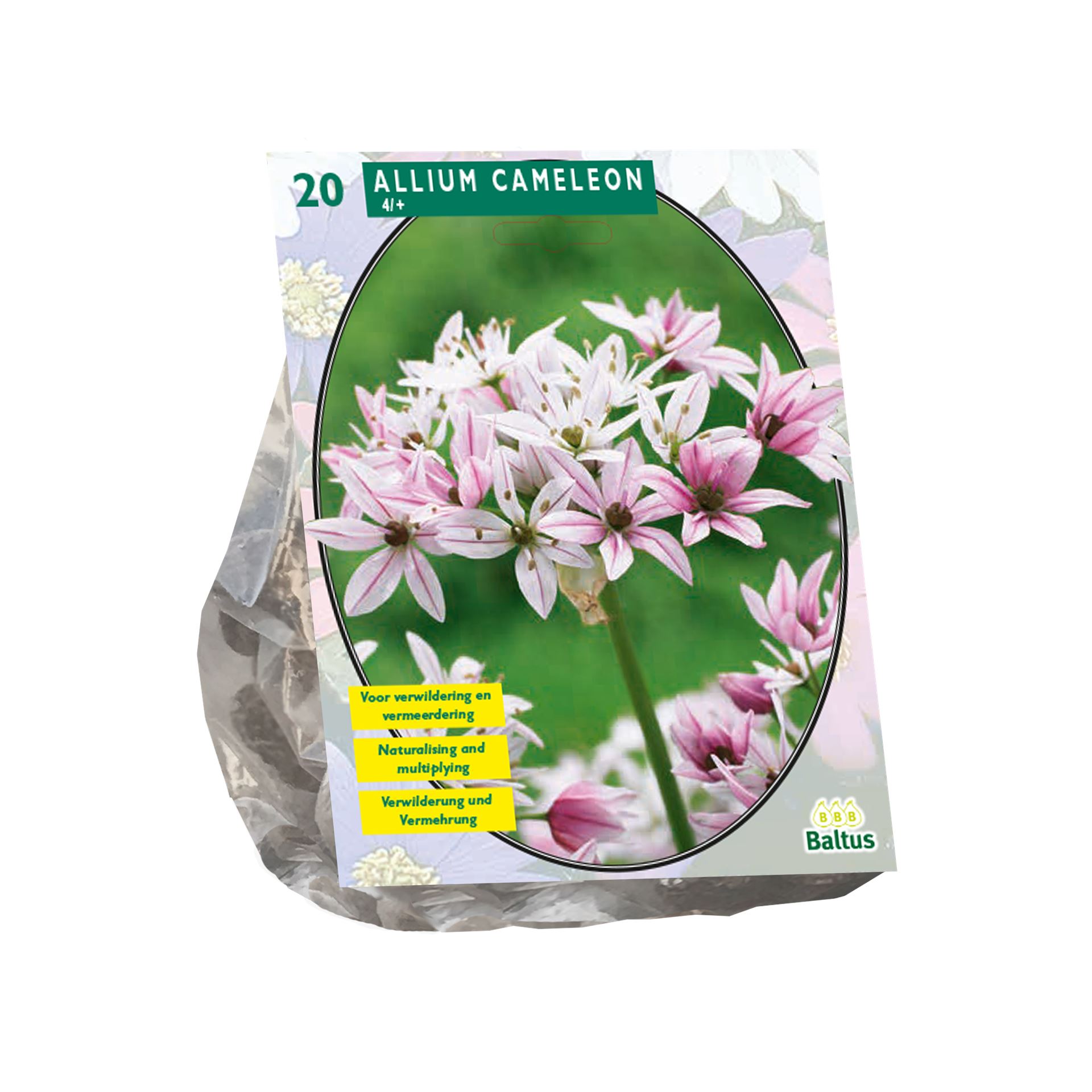 Baltus sierui 'Allium Cameleon' - Roze - voorjaarsbloeiers - 20 bloembollen