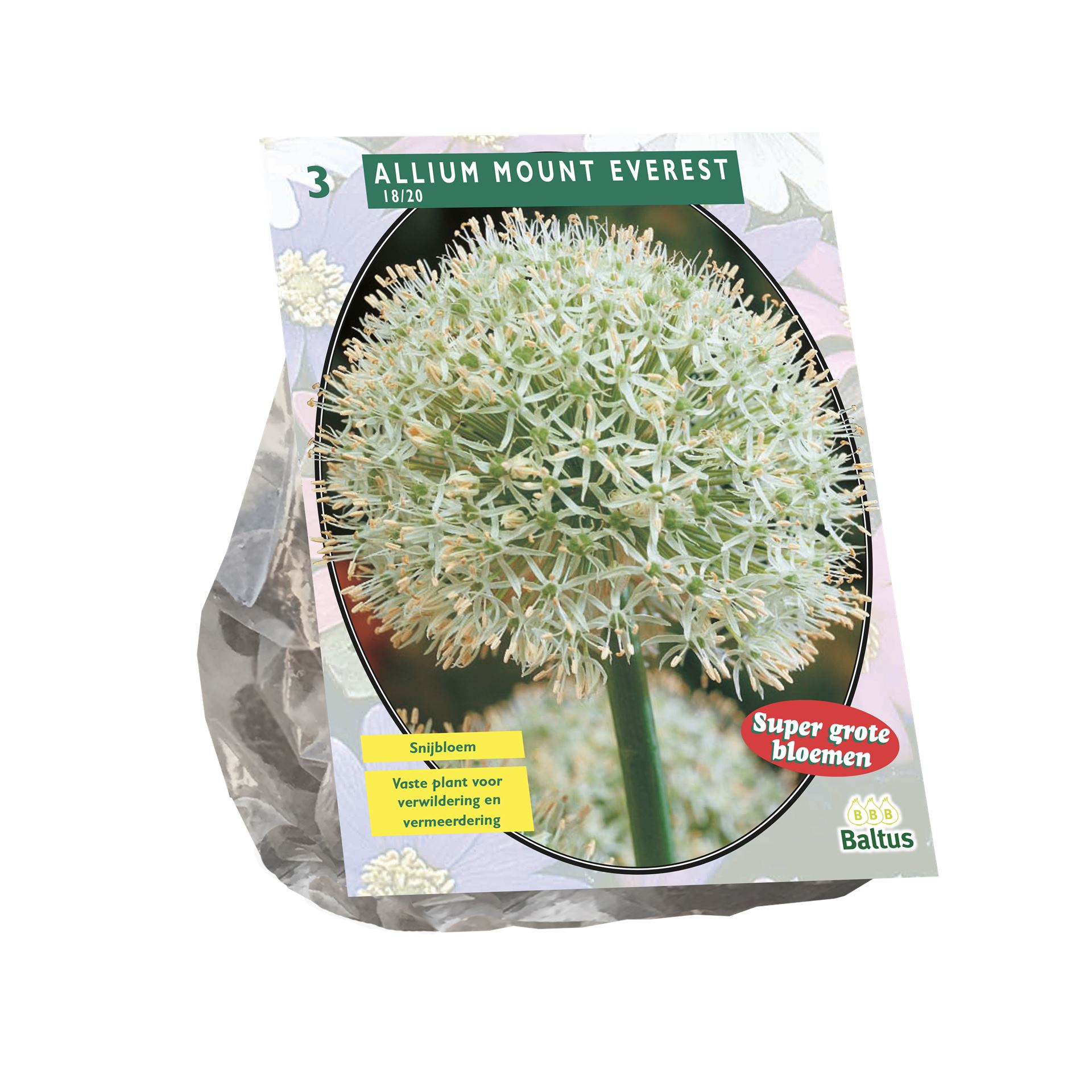 Baltus 'Allium Mount Everest' - voorjaarsbloeiers - 3 bollen