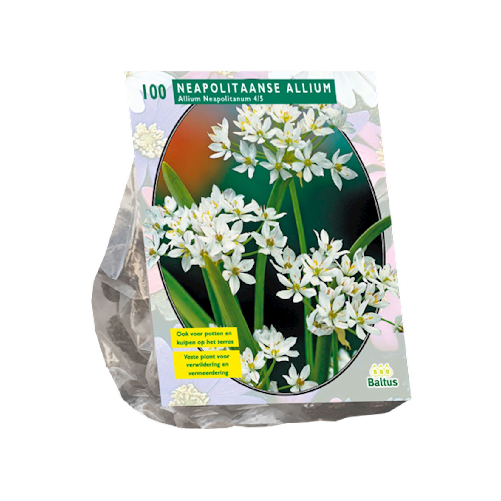 Baltus 'Allium Neapolitanum' - voorjaarsbloeiers - 100 bollen