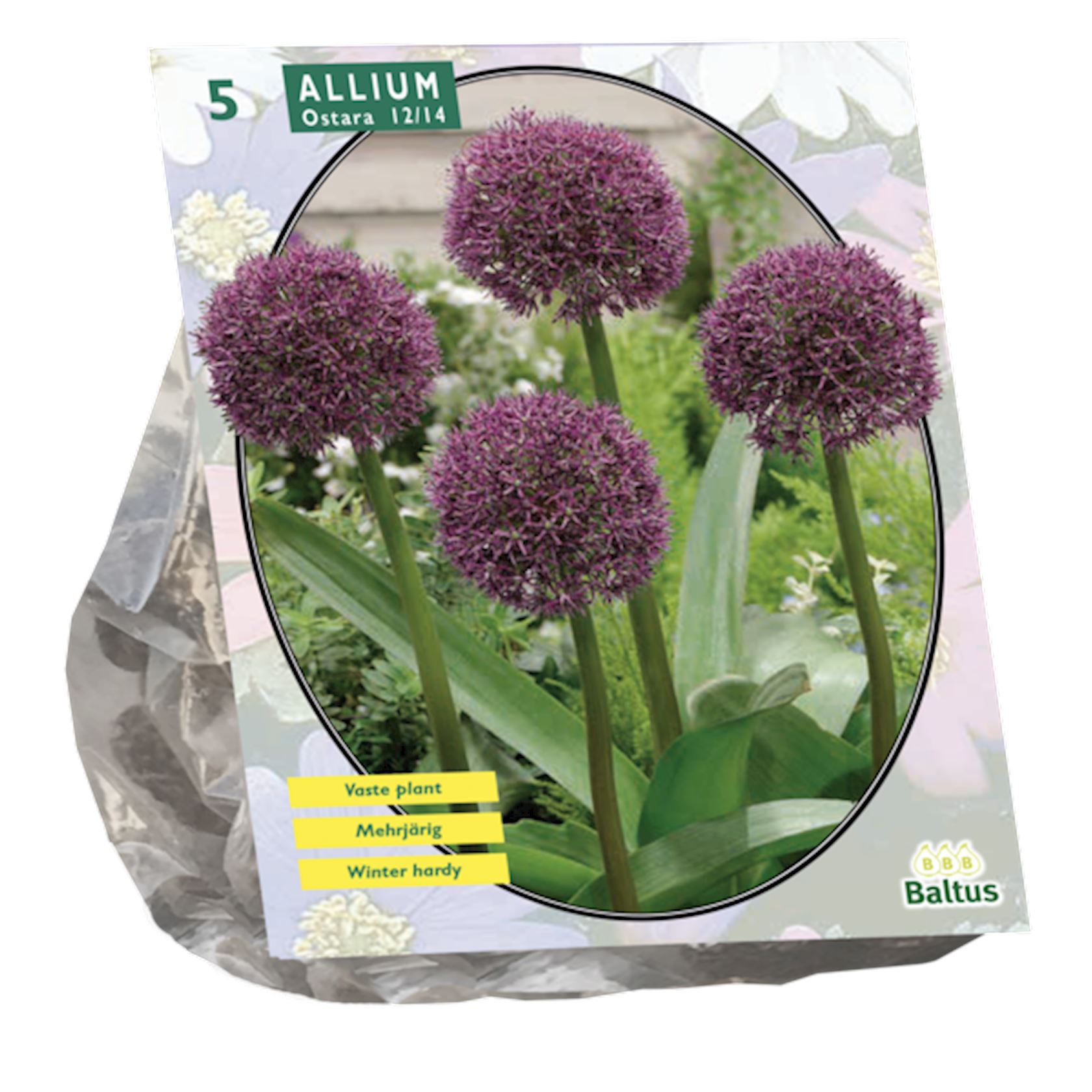 Baltus 'Allium Ostara' - voorjaarsbloeiers - 5 bollen