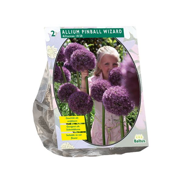 Baltus 'Allium Pinball Wizard' - voorjaarsbloeiers - 2 bollen