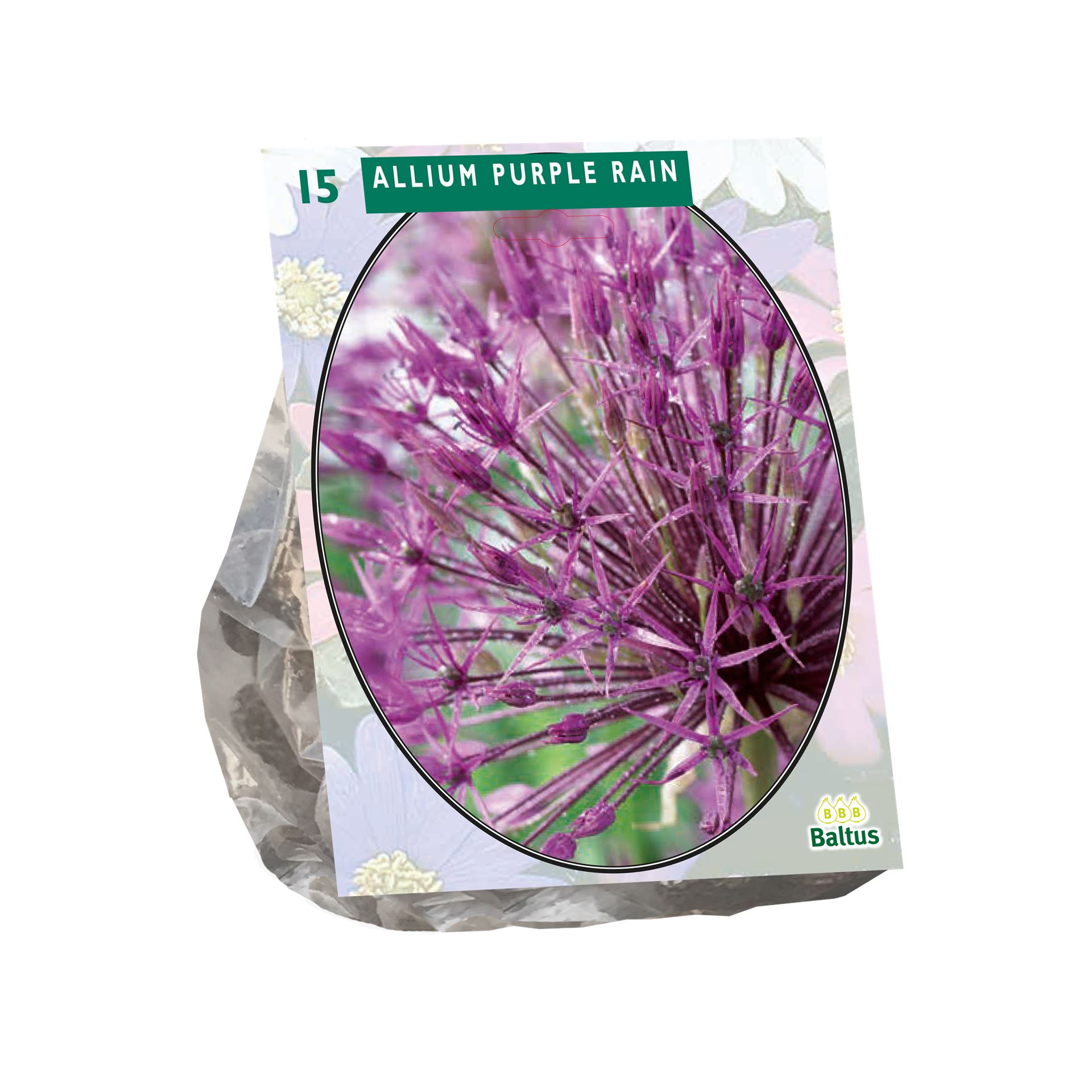 Baltus 'Allium Purple Rain' - voorjaarsbloeiers - 15 bollen