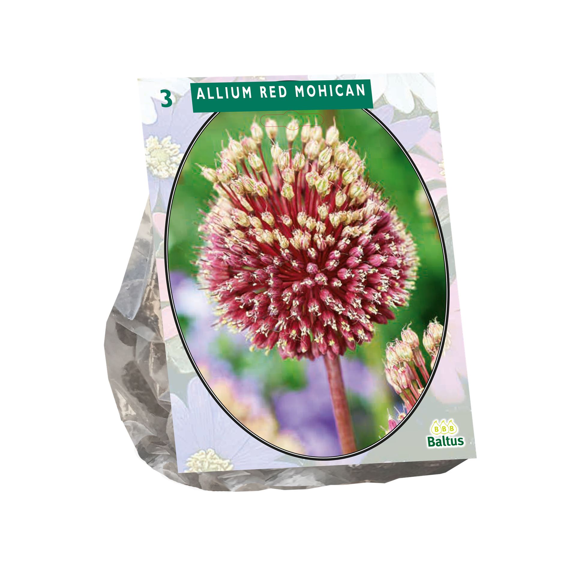 Baltus'Allium Red mohican'voorjaarsbloeiers - 3 bollen afbeelding