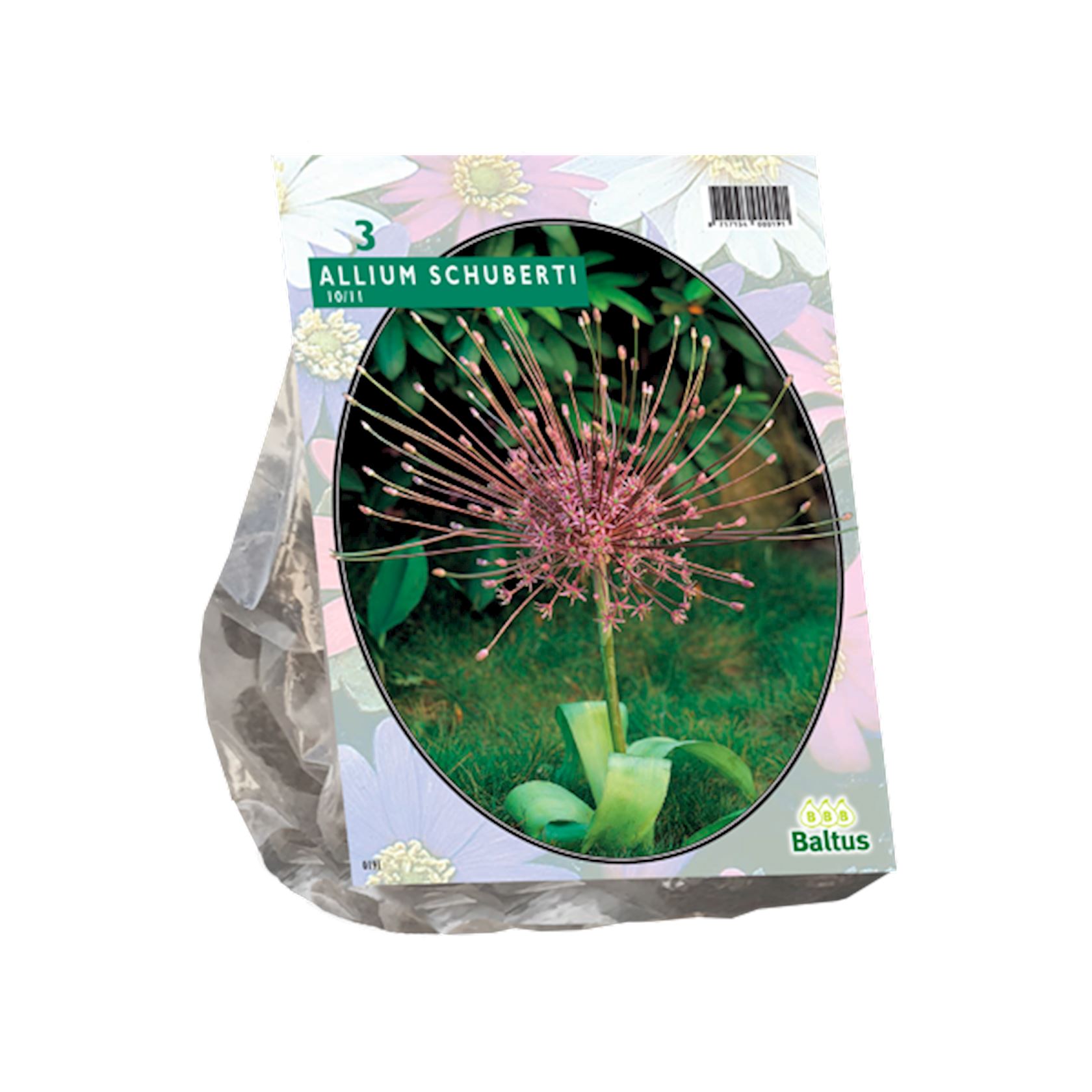 Baltus'Allium Schuberti'voorjaarsbloeiers - 3 bollen afbeelding