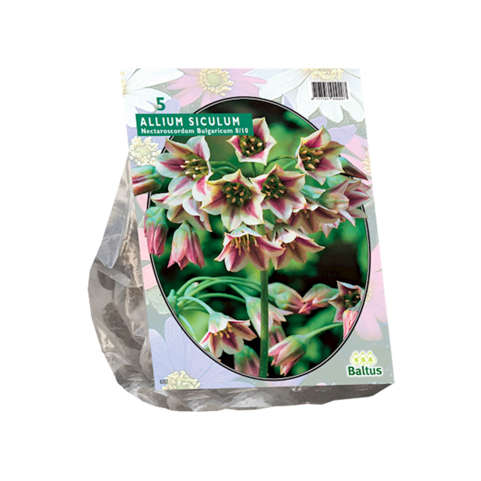 Baltus 'Allium Siculum Bulgaricum' - voorjaarsbloeiers - 5 bollen