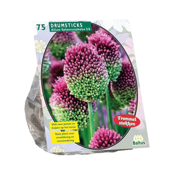 Baltus 'Allium Sphaerocephalon' - voorjaarsbloeiers - 75 bollen