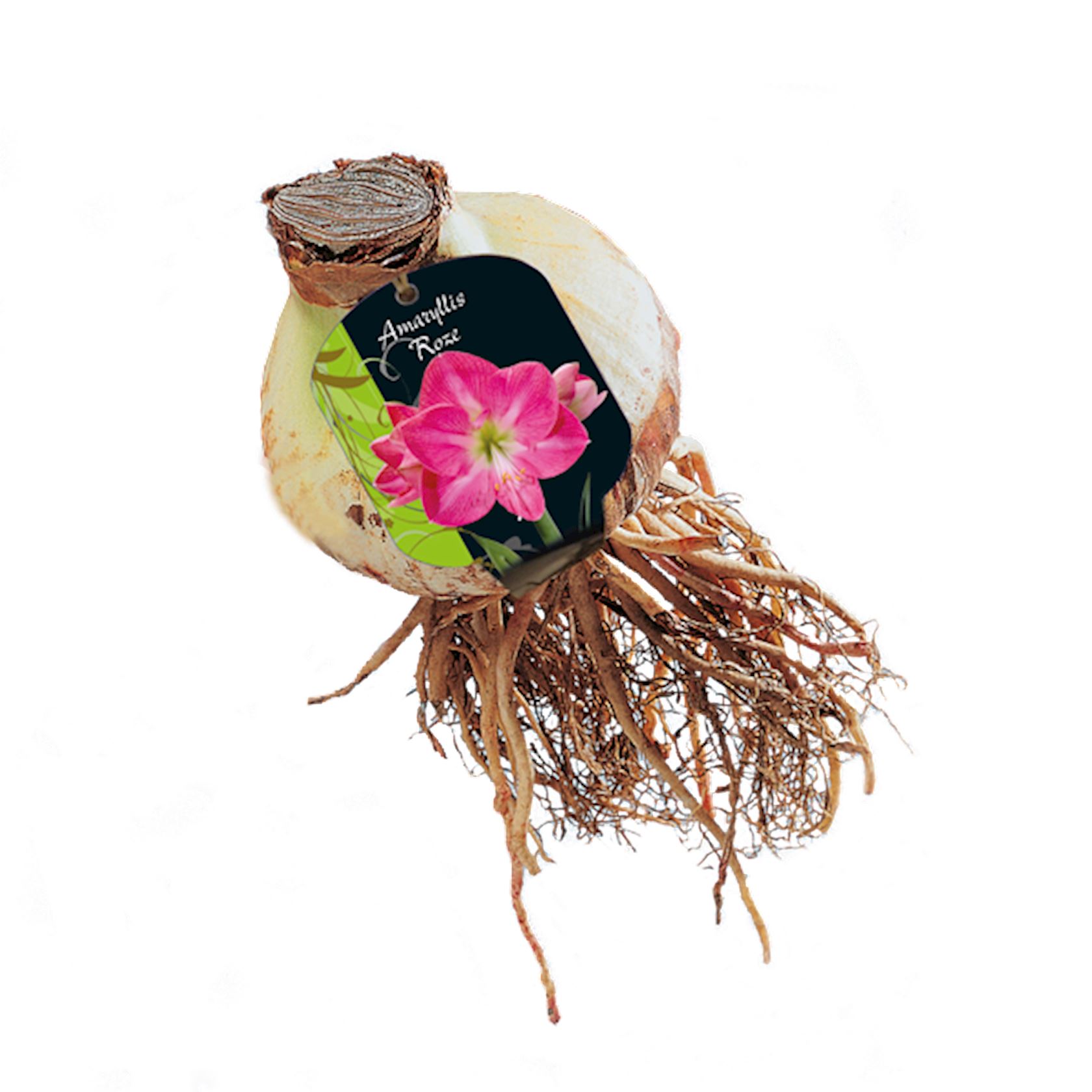 Baltus Amaryllis Hippeastrum - Donkerroze - Steeketiket