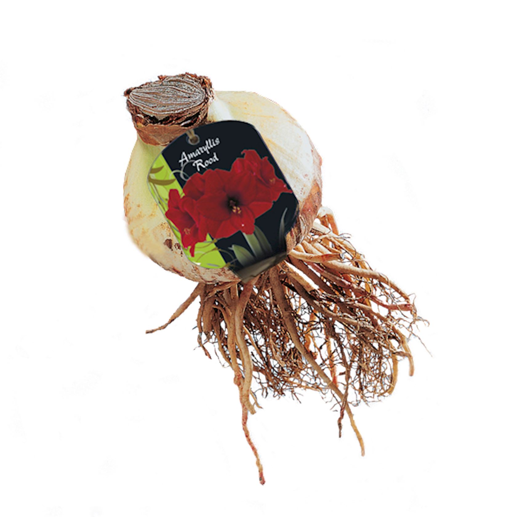 Baltus Amaryllis Hippeastrum - Rood - Steeketiket
