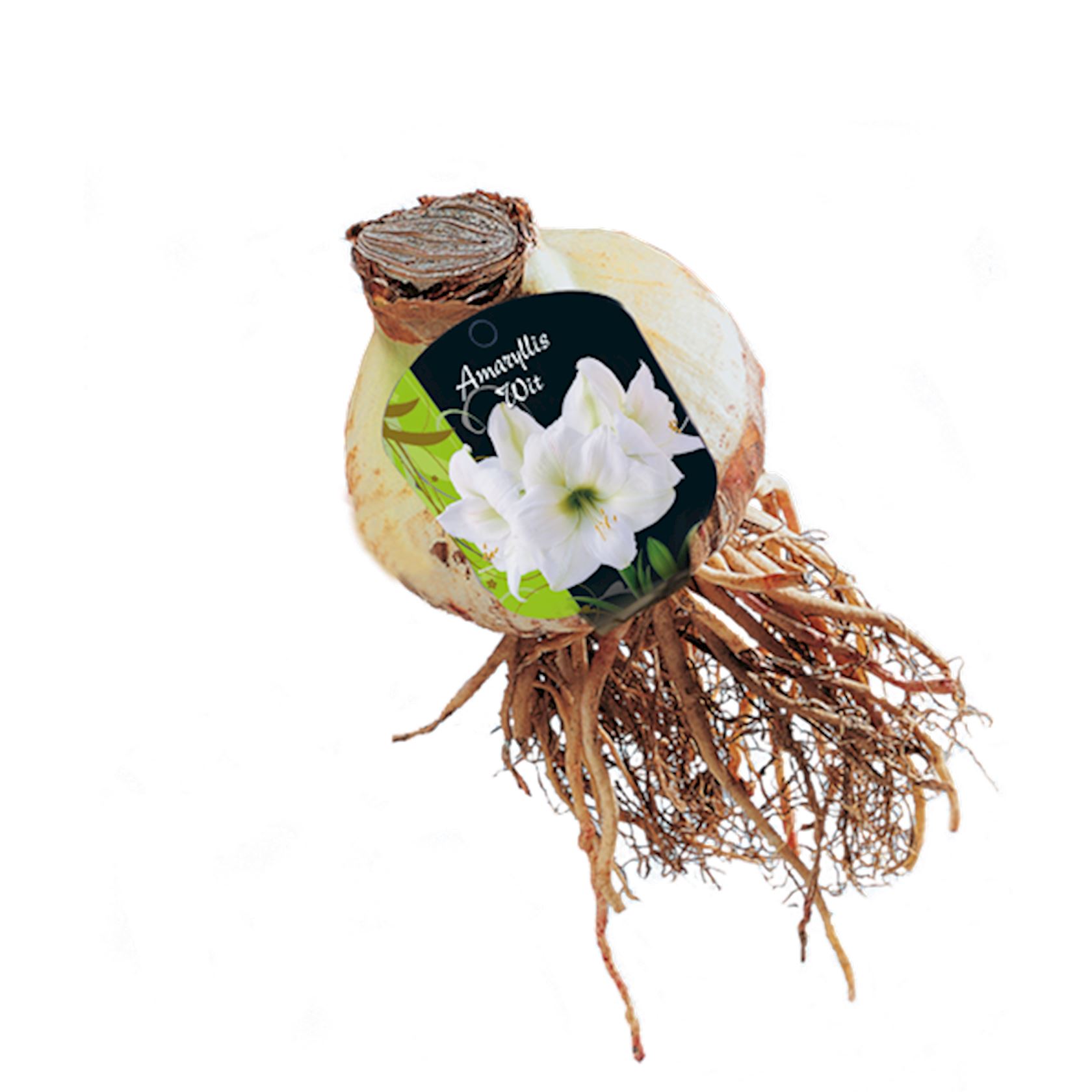 Baltus Amaryllis Hippeastrum - Wit - Steeketiket