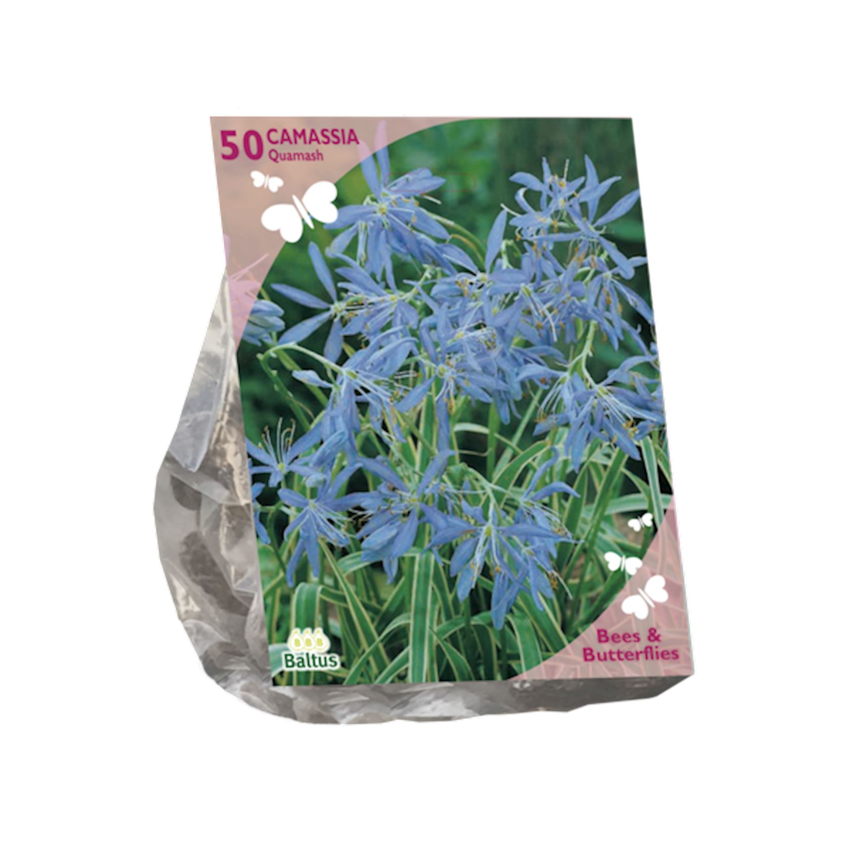 Baltus 'Camassia quamash' - voorjaarsbloeiers - 50 bollen