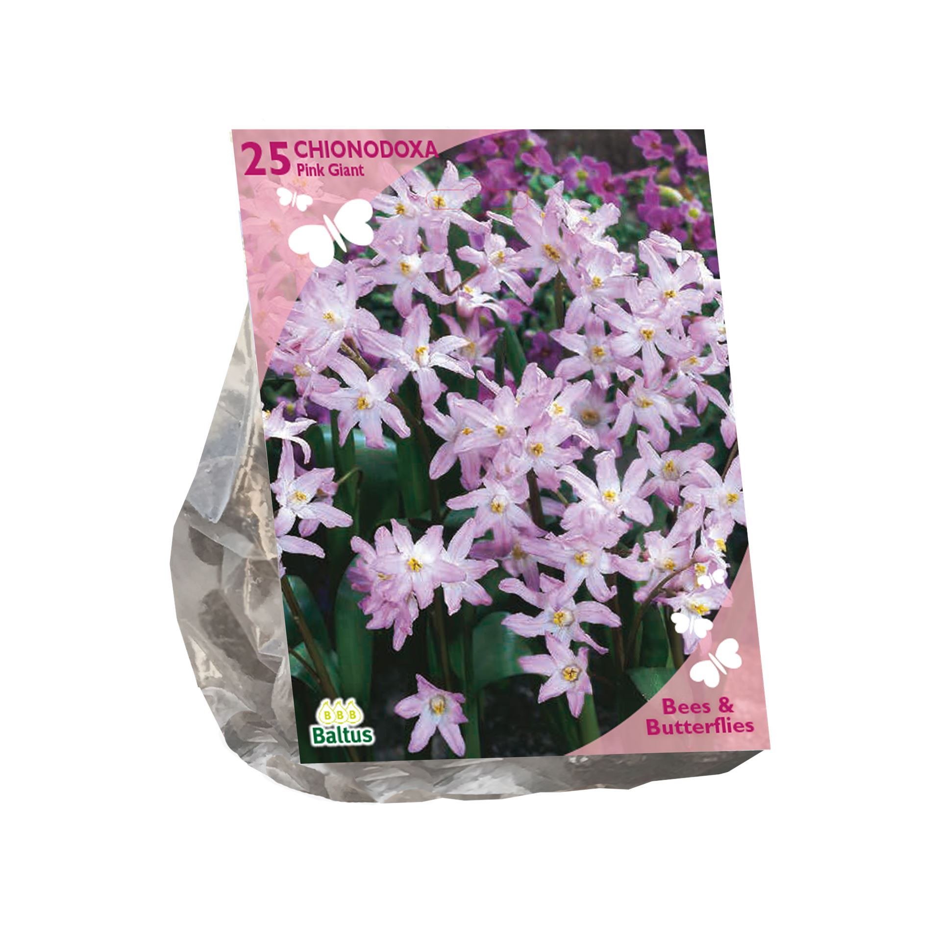 Baltus Bees & Butterflies 'Chionodoxa Pink Giant' voorjaarsbloeiers - Roze - 25 bloembollen