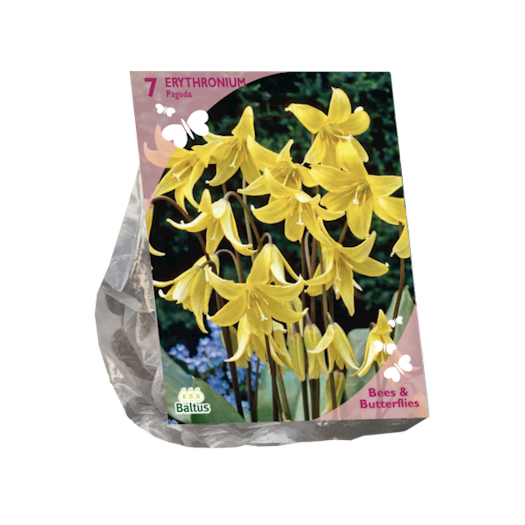 Baltus 'Erythronium' - voorjaarsbloeiers - 7 bollen