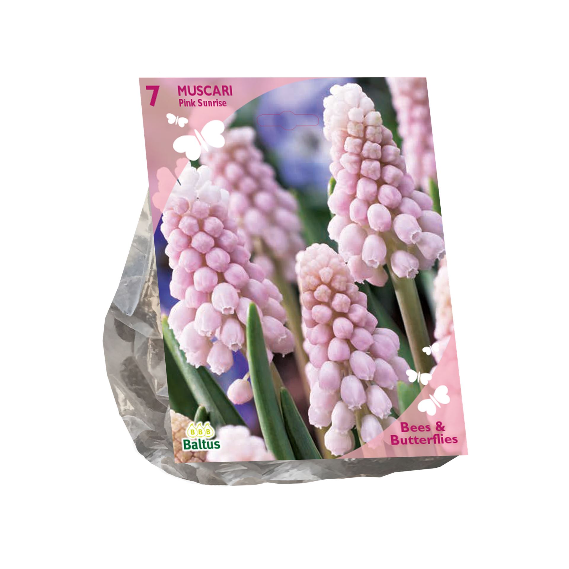 Baltus Bees & Butterflies 'Muscari Pink Sunrise' voorjaarsbloeiers - Roze - 7 bloembollen