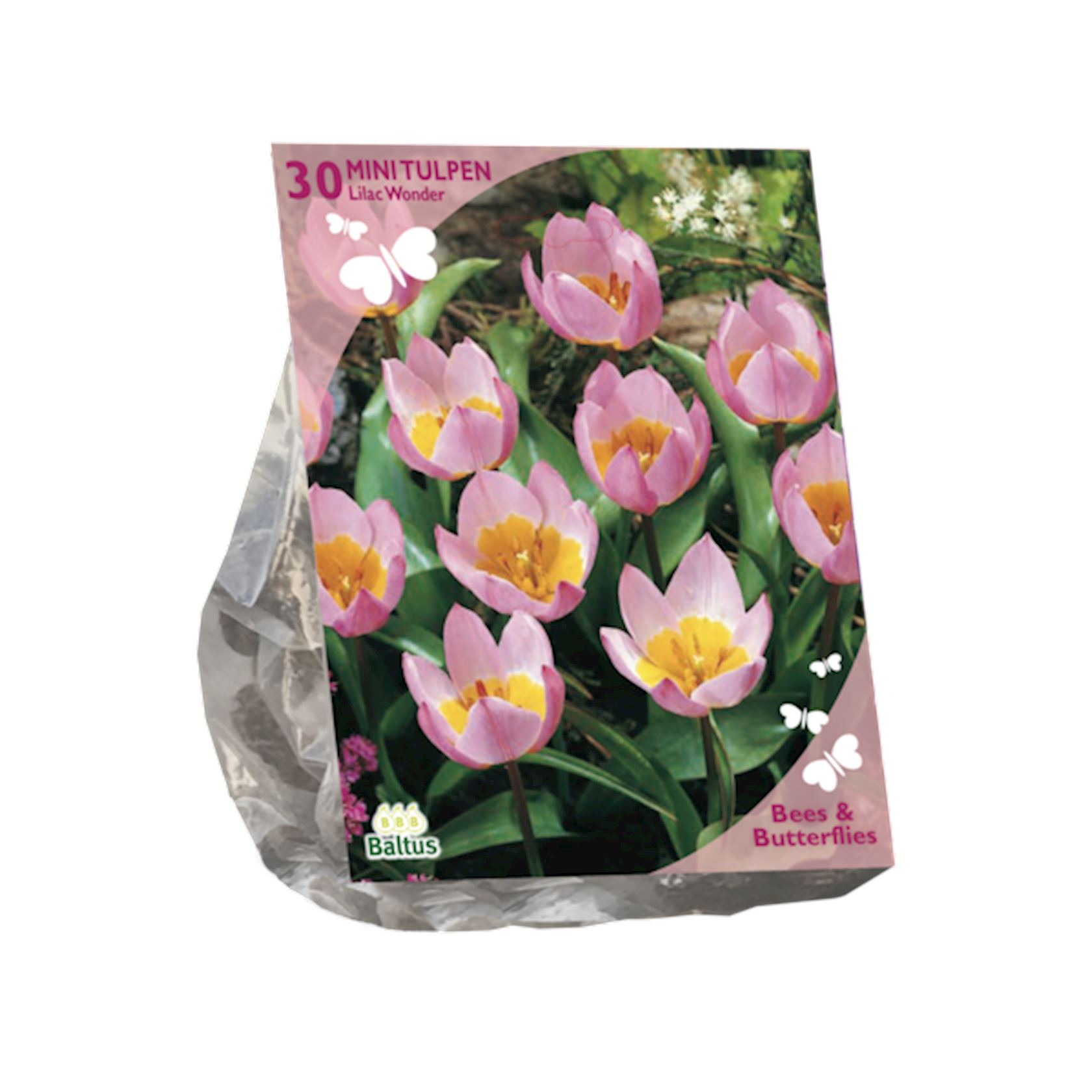 Baltus tulpenbollen'Tulipa Bakari Lilac Wonder'voorjaarsbloeiers - Roze - 30 bloembollen - Aantrekkelijk voor bijen en vlinders afbeelding