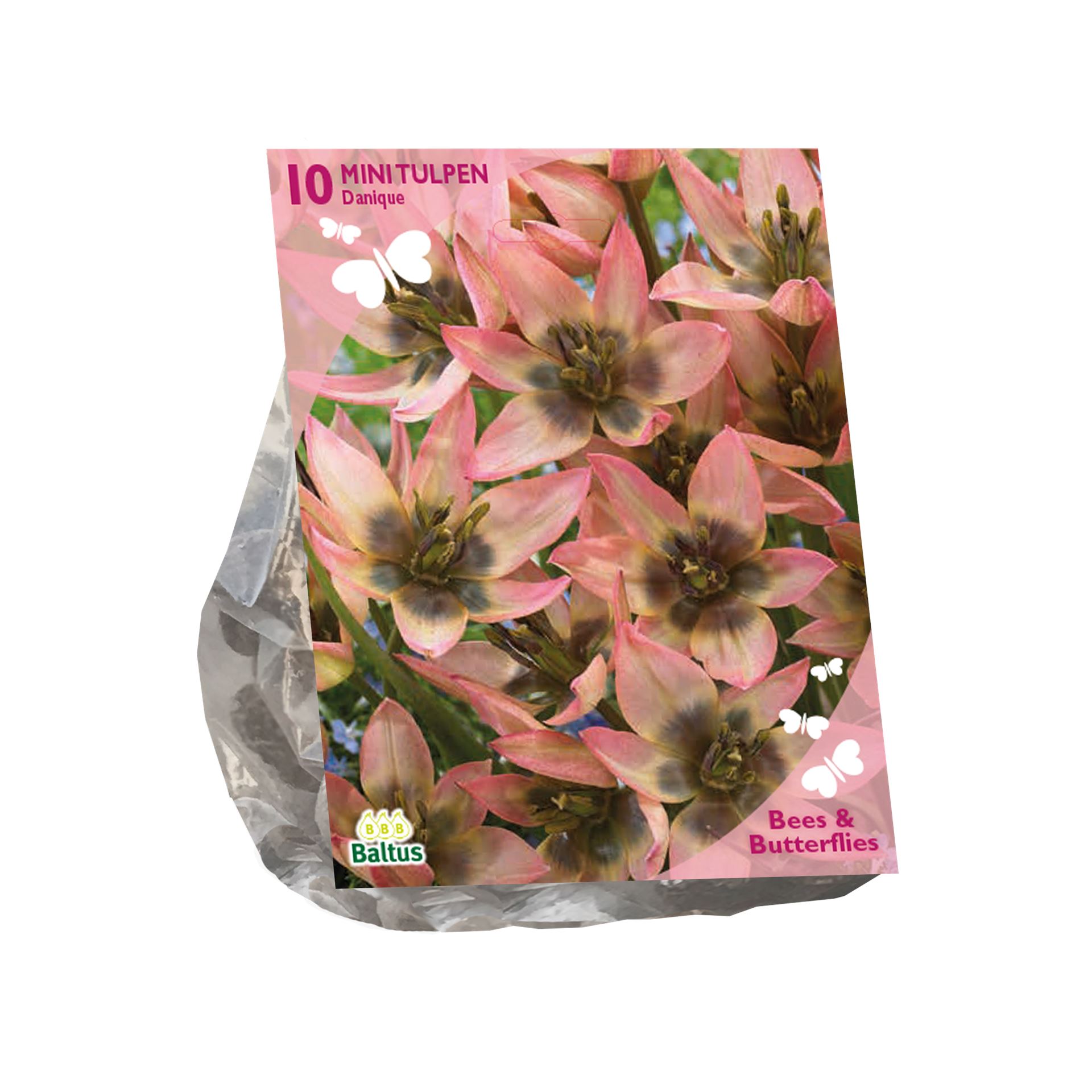 Baltus tulpenbollen'Tulipa Clusiana Danique'voorjaarsbloeiers - Roze / Wit - 10 bloembollen - Aantrekkelijk voor bijen en vlinders afbeelding