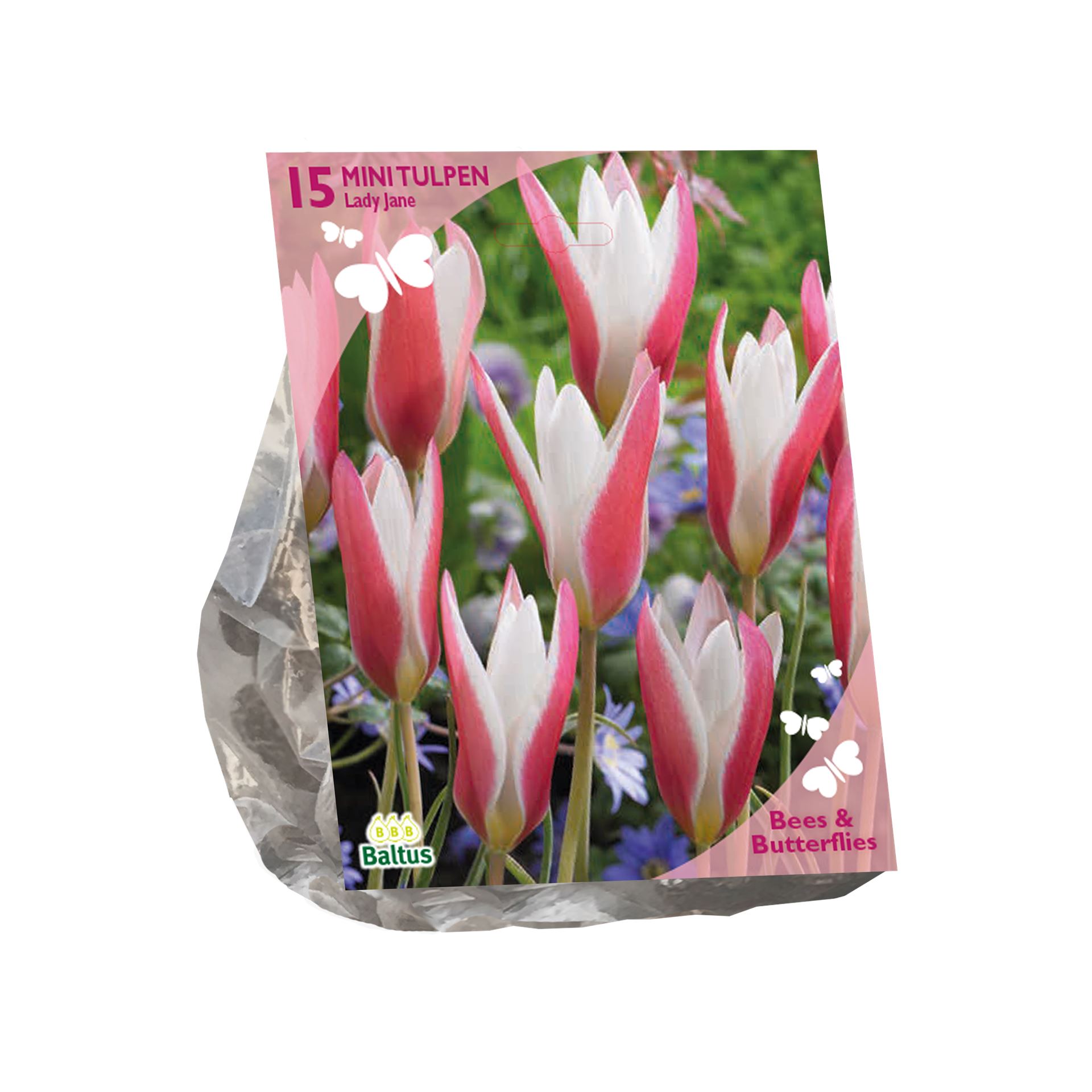 Baltus 'Tulipa clusiana Lady Jane' - voorjaarsbloeiers - Roze / Wit - 15 bloembollen